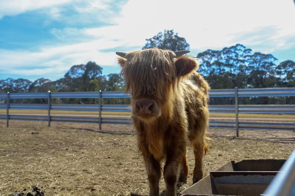 A fluffy orange Highland cow walking in a dry, grassy field with trees and a blue sky with clouds in the background.