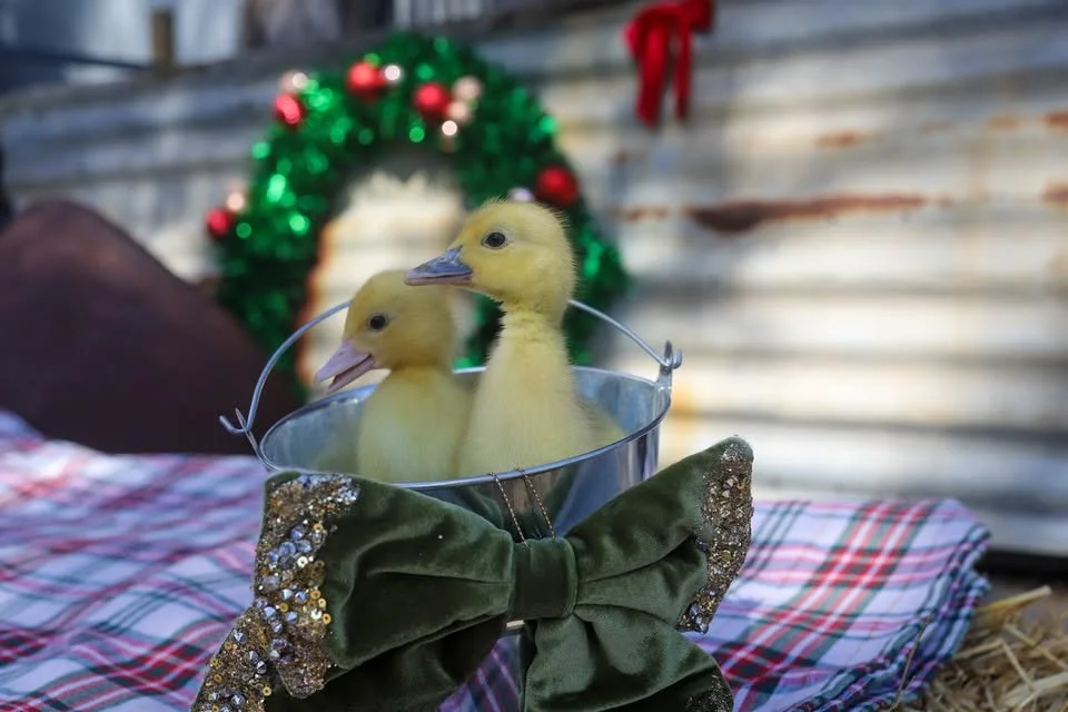 ducks.jpg