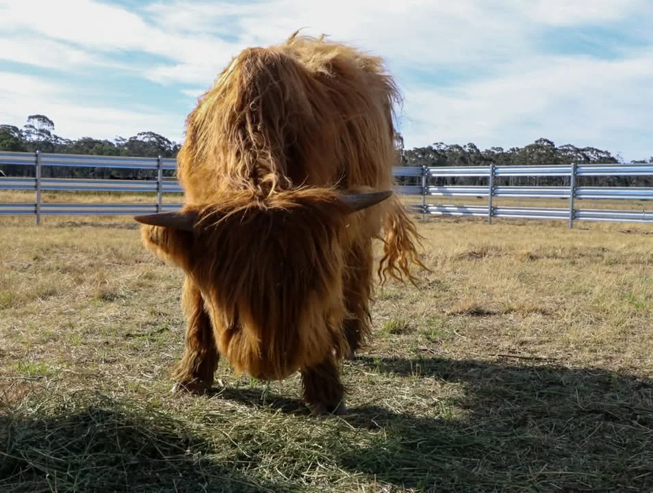 A young Highland cow with reddish-brown, curly fur standing in a dry, grassy field. In the background, there are trees and a partly cloudy sky.