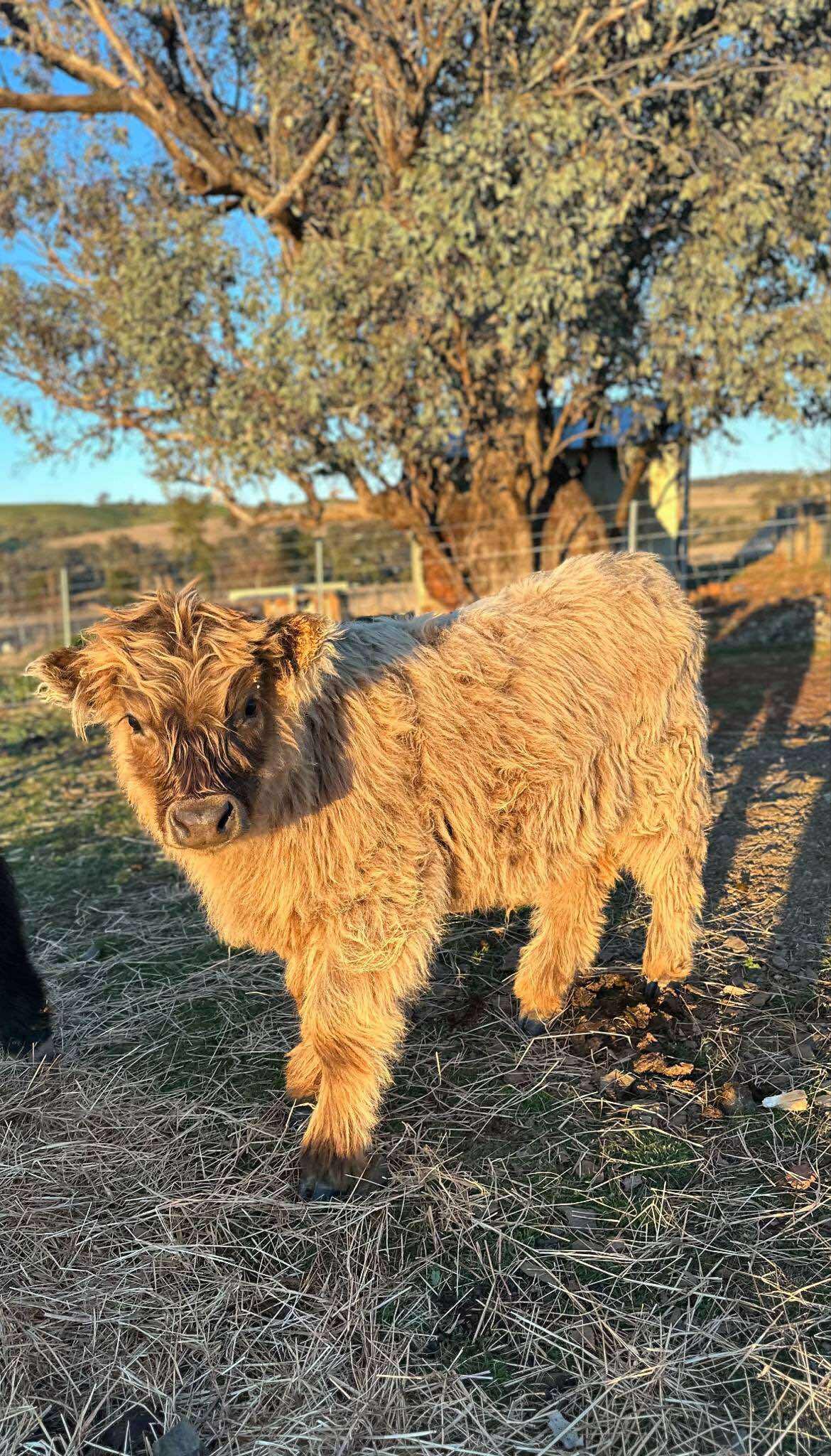 A fluffy brown Highland cow calf standing on grass near a tree in a farm setting during sunset.