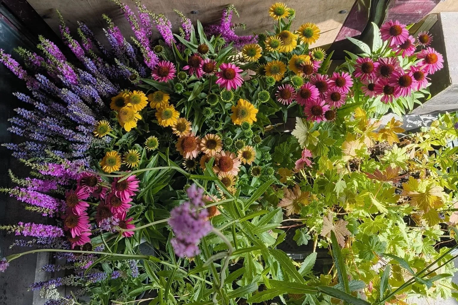 Aanplanting Zomer 