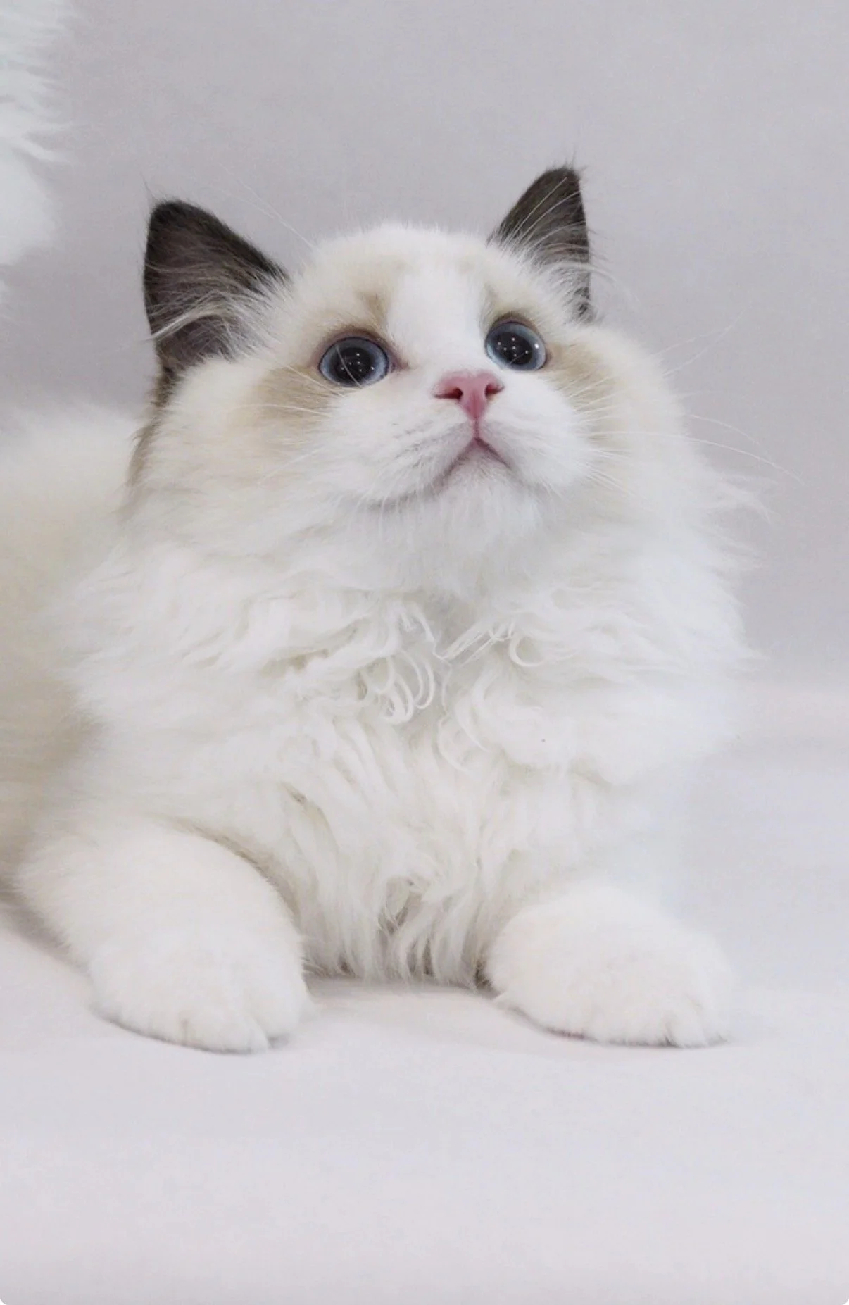 Close-up of a fluffy white cat with blue eyes and dark ears, lying on a light-colored surface.