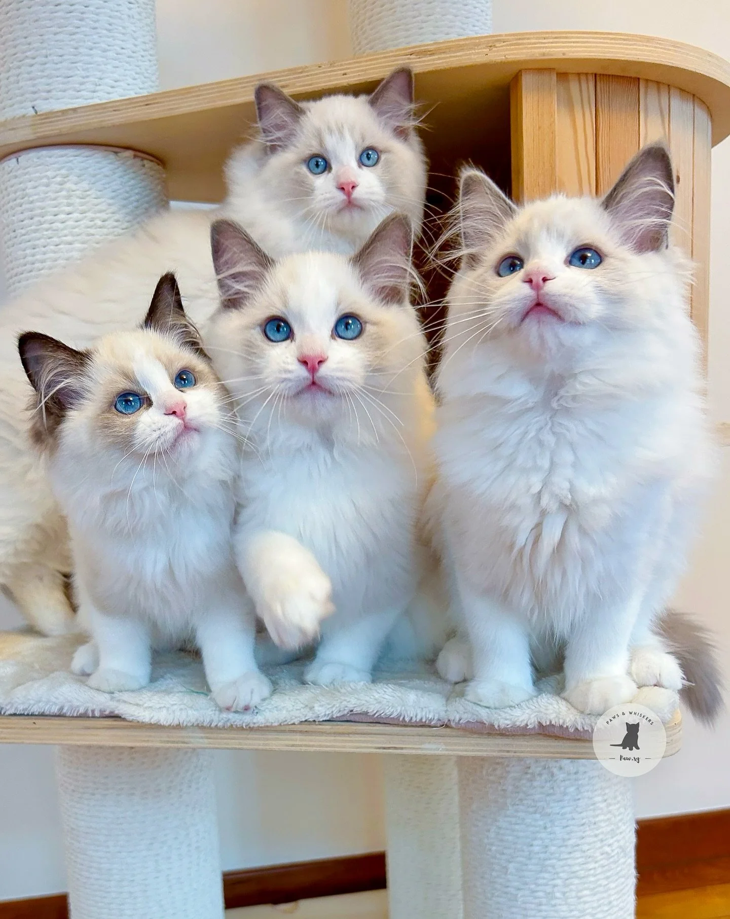 Gorgeous Ragdolls Kittens, Available Now π
Fluffy, friendly & full of charm they’ll greet you like old friends the moment you walk in β¨If you’re looking for a kitten that melts in your arms and fills your home with love, come meet t