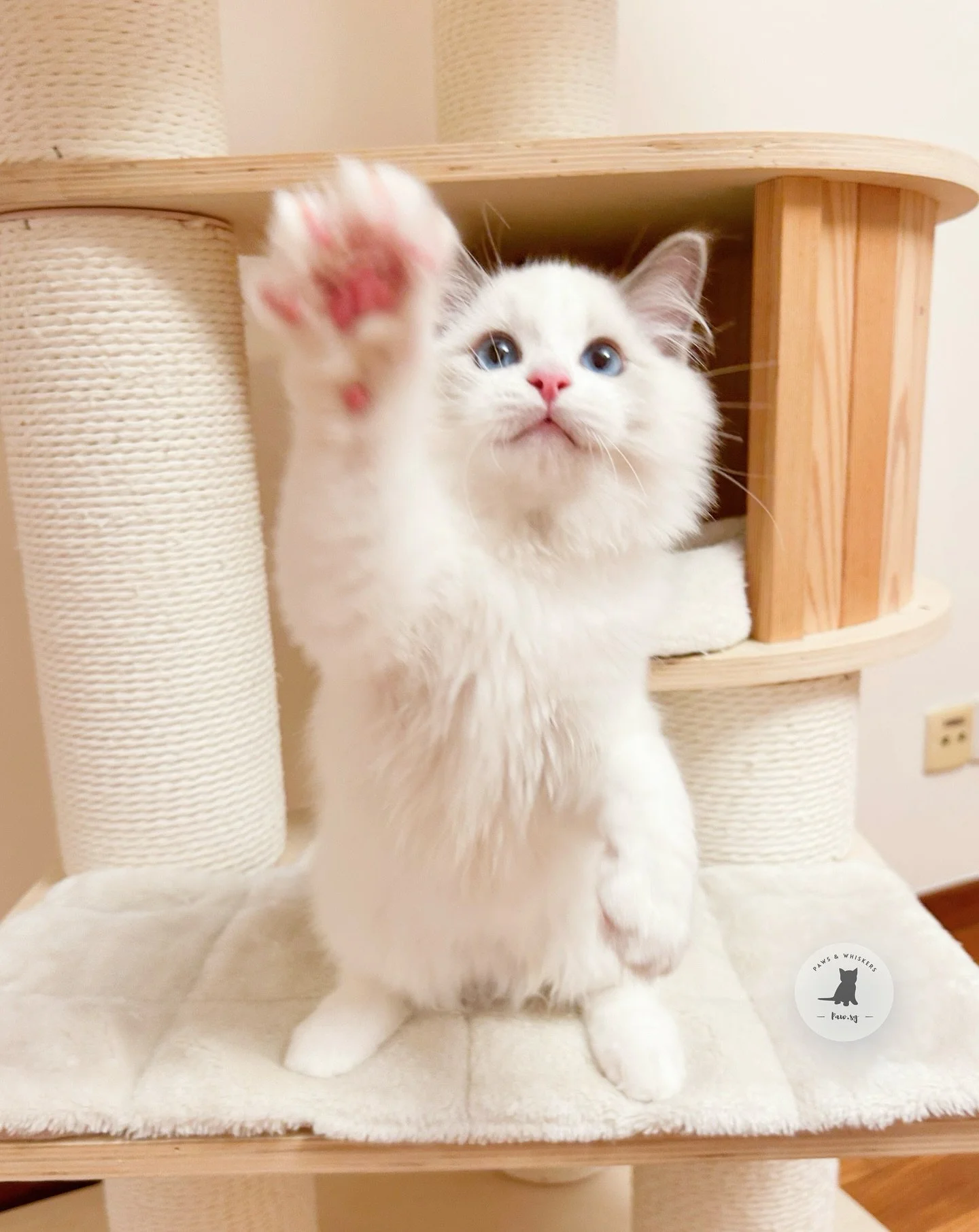 Meet Tristian, our blue bicolor Ragdoll kitten π©΅
He’s the kind of boy who greets you with the sweetest little meow,  as if saying “Welcome home!” πΎ 
Sweet meows, puppy eyes, and the biggest heart, that’s our boy Troy! π Wh