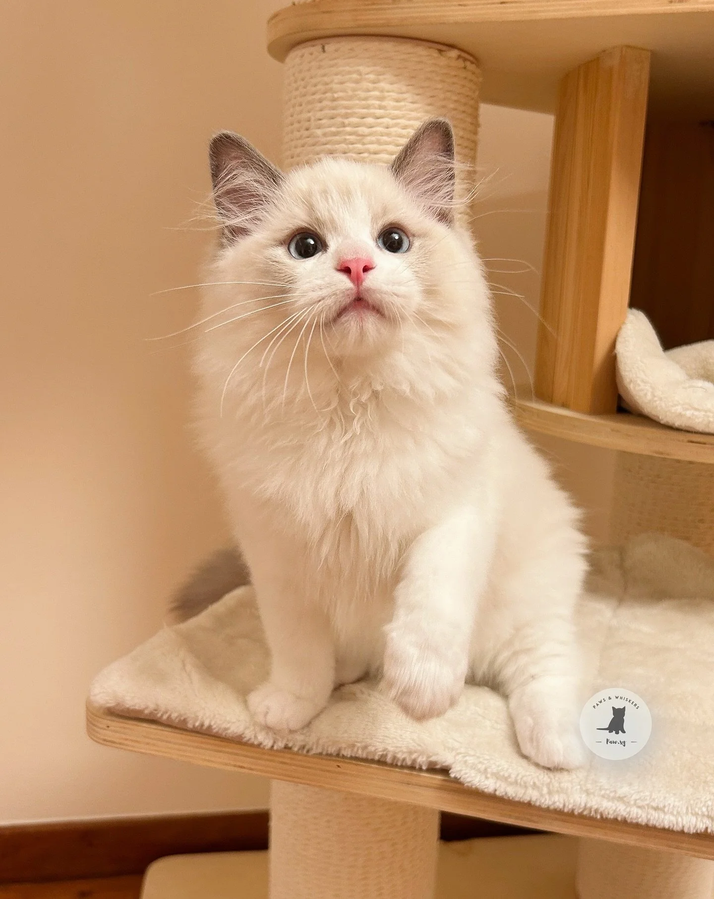 Meet Troy, the Blue Bicolor Ragdoll Kitten π©΅
This boy… how should we start? There’s something special about kittens who love without hesitation π₯ΉTroy has the softest heart & loudest purr π 
He trusted us completely from day one,