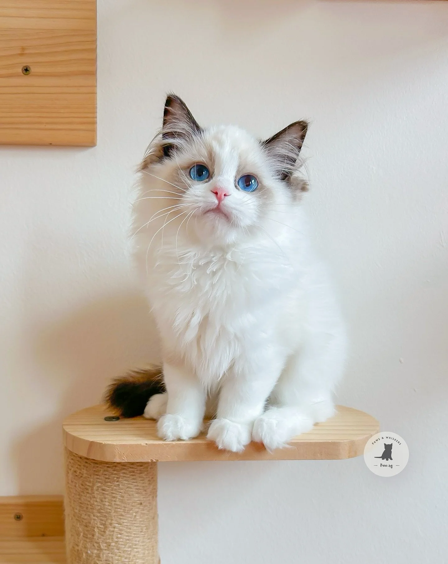 RESERVED π
She’s small but mighty! She’s always the first to greet and loves curling up on your lap π Playful, curious, and full of baby charm,  she’s the perfect mix of sweetness and spark!
Tina “i may be small but I&rsqu