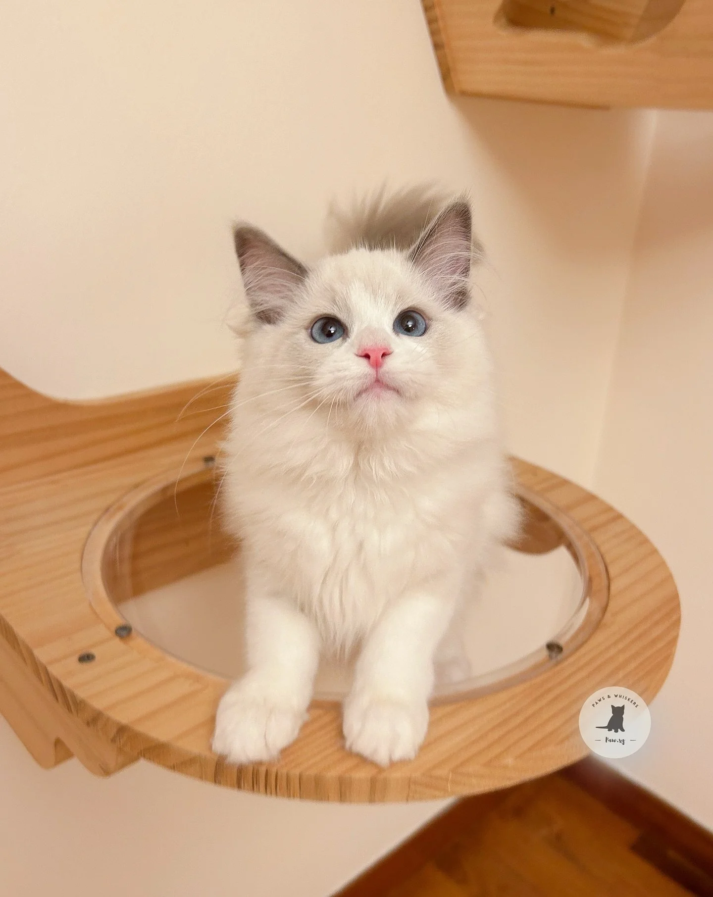 Meet Tiara, our Blue Bicolor Ragdoll Kitten π©· 
A little dainty princess, she’s quiet, gentle &full of warmth — the kind of love that doesn’t shout, it staysπ She curls up by your side, purring softly, reminding you what calm