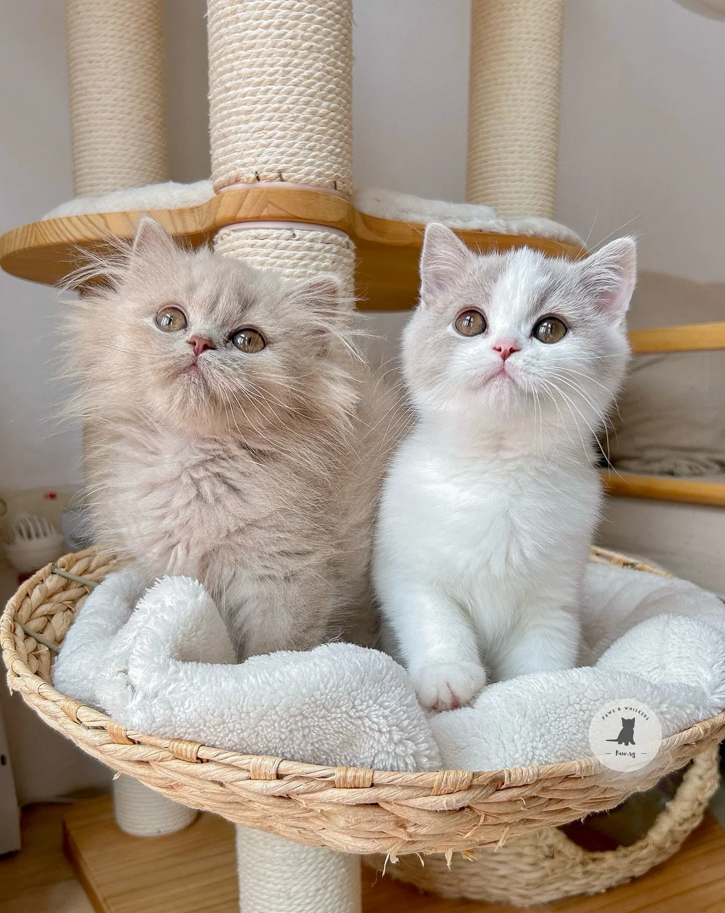 New British Shorthair Kittens & British Longhair Kittens π
An extraordinary litter of British Shorthairs has arrivedβ¨ Lilac, fawn, lilac bicolor & golden, this batch is a total dream ππ― 
Sweet like honey, cuddly like pups, & cute bey