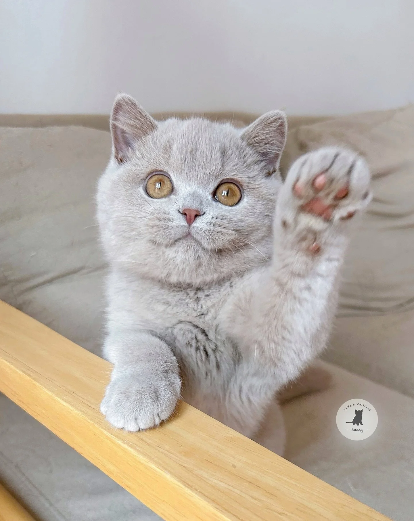 Meet Usher, our lilac British Shorthair kitten π
He’s a rare  gem with the softest bear-like cheeks and a heart full of love π He takes a little time to warm up (just as humans good) Usher’s that boy who proves good things take time π«