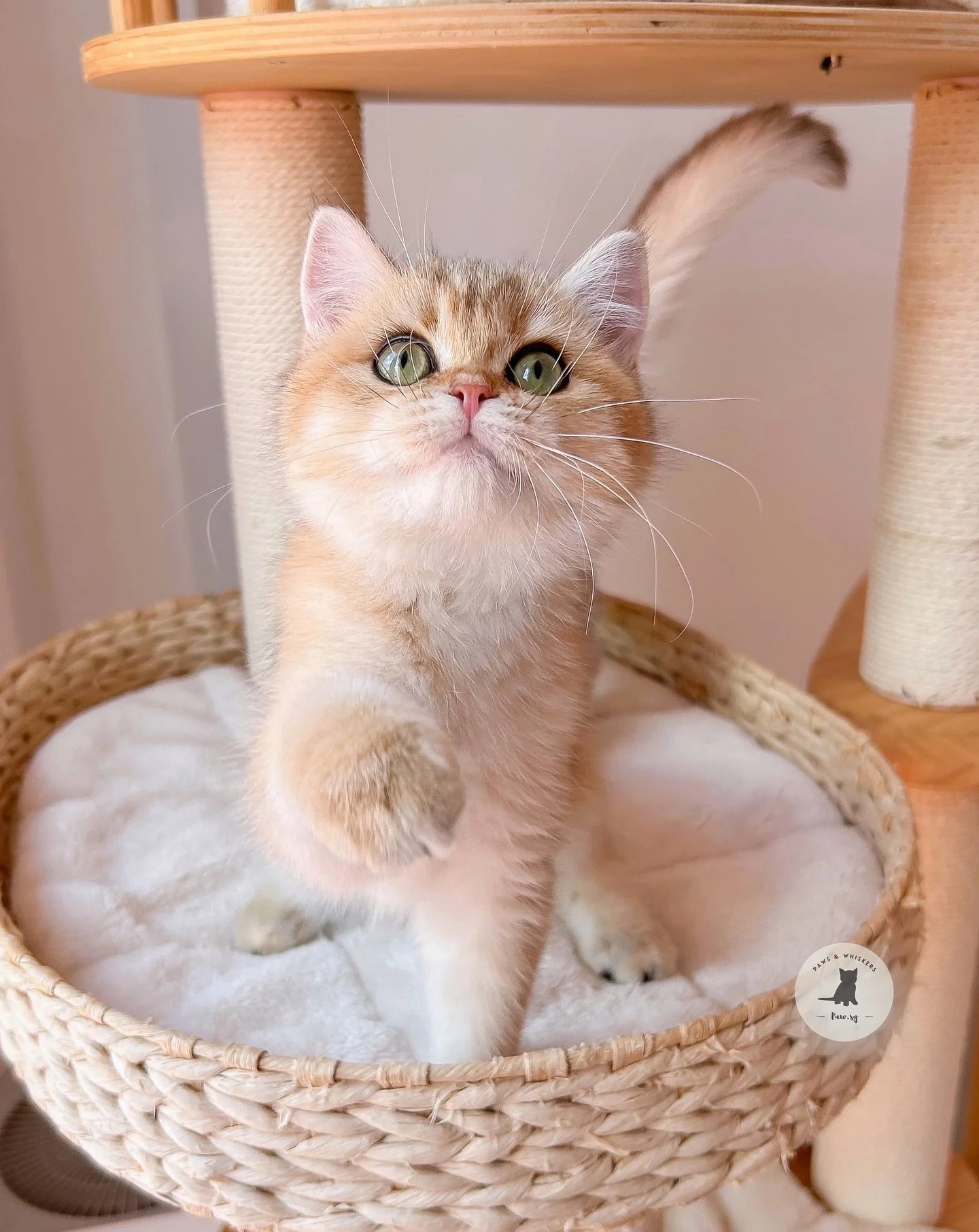 Meet Mimi, golden British Shorthair Sunshine Girlie βοΈ
This golden cutie, round face, round eyes & chubby cheeks! π A girl with an adorable face and the sweetest character π₯° She gives the warmest welcome, enjoys human company & reaches out