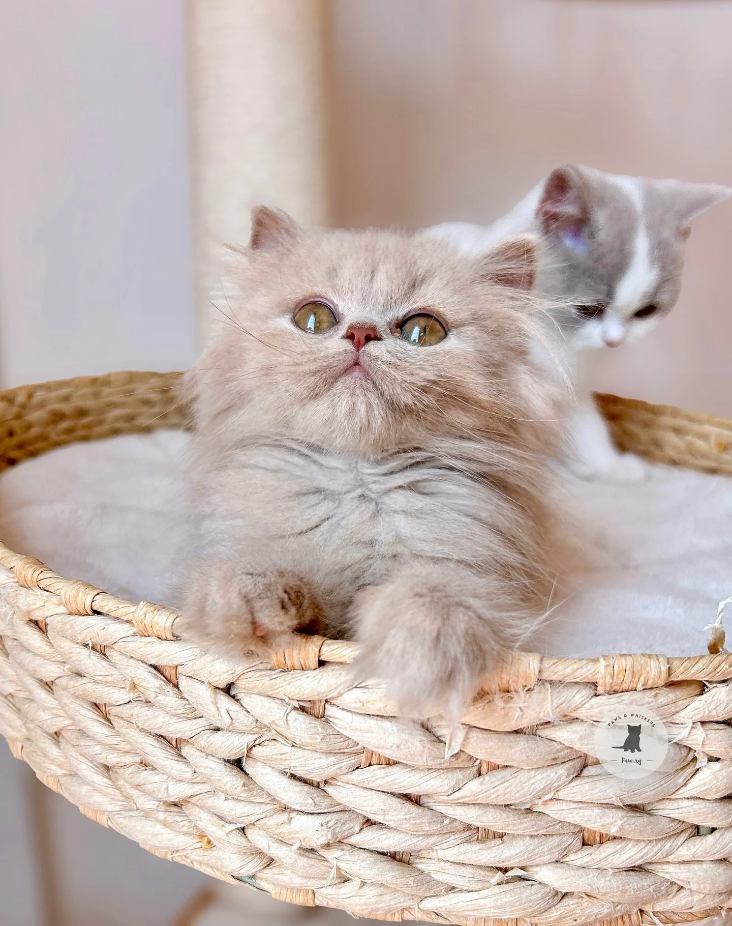 Vermicelli, our Fawn British Longhair boy! π¦π
A super rare color in an already rare breedβ¨ He’s a total sweetheart, gentle, calm & loves curling up right on your lap. You’ll often find him snoozing belly up, showing just how much h