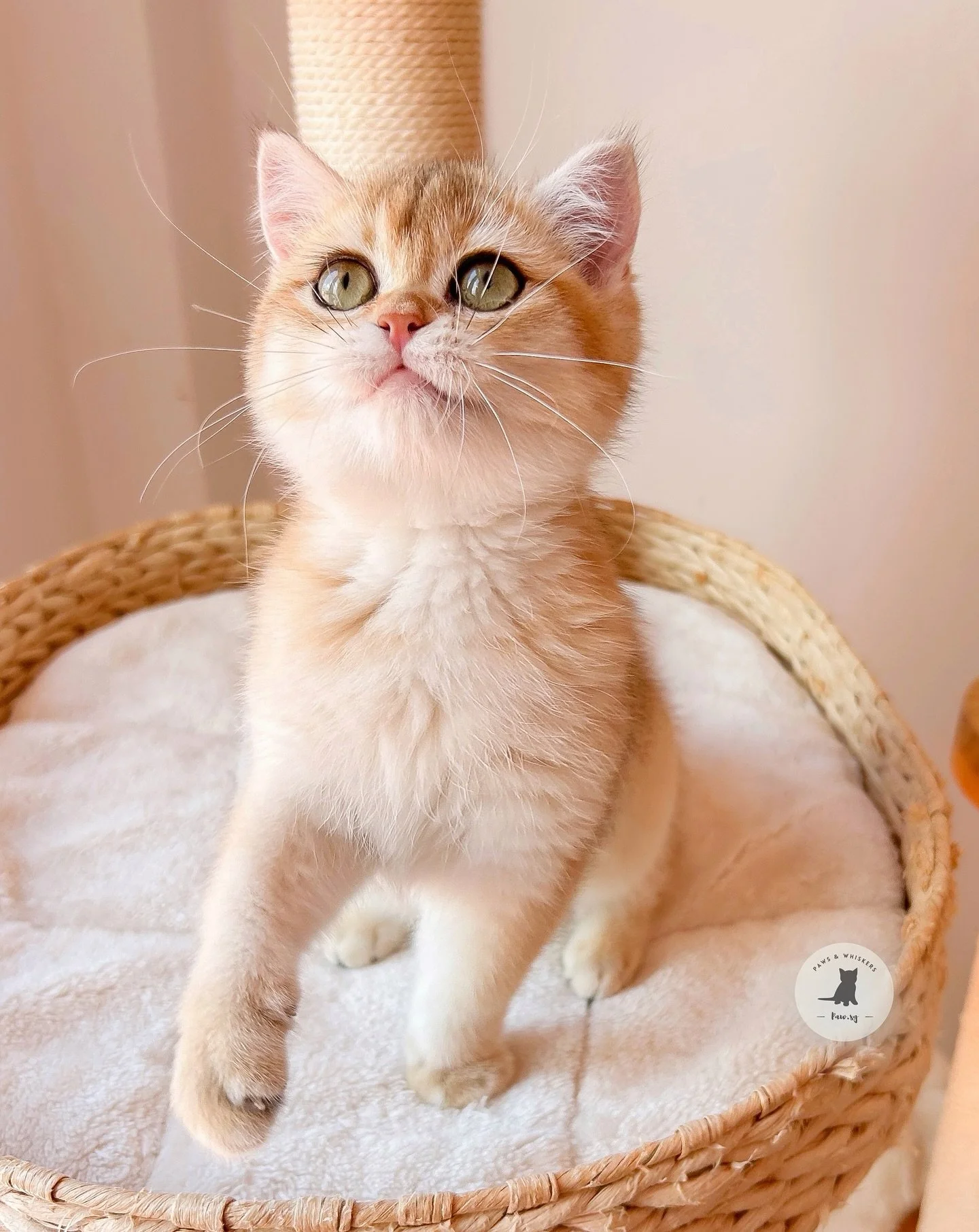 Meet η«δΉ (MAOLE), the Golden British Shorthair π
Her name literally means “happy cat.” πΌ She’s the quiet kind of love - gentle, patient, and so sweet. 
She may warm up slowly, but once she does, her trust comes softly with every