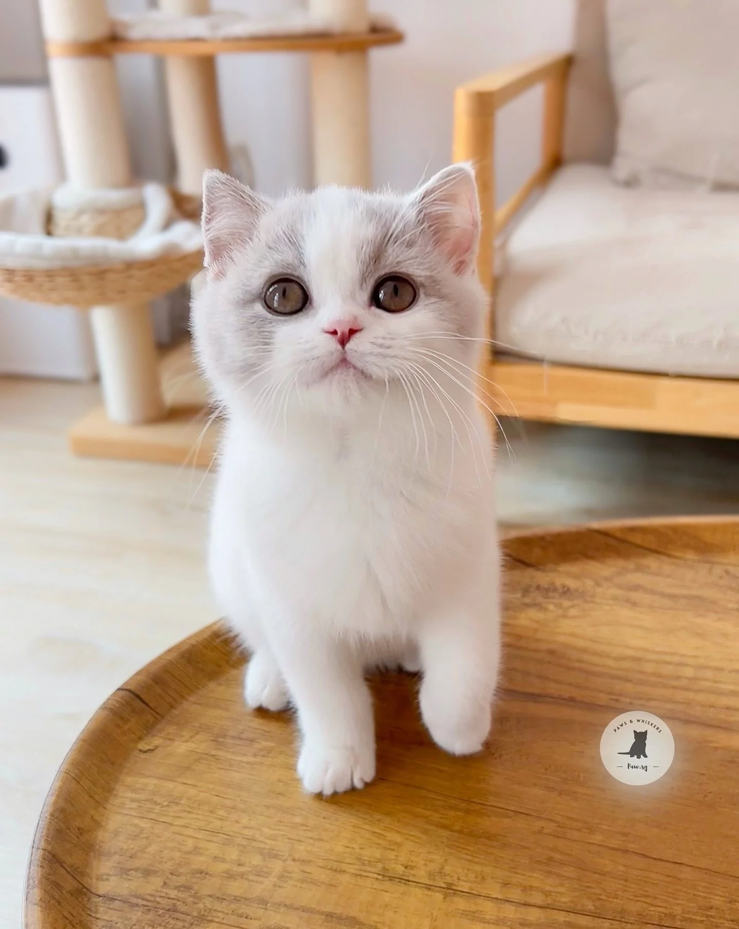 Meet Vinni, Lilac Bicolor British Shorthair with the cutest markings π
Our happy little boy who’s always ready to brighten your day! π He’s a total social butterfly, sweet, confident & absolutely loves company. Like a little pup tr