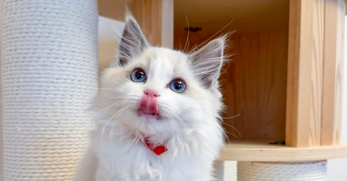 The Complete Kitten Feeding Guide by Age &amp; Weight: How Much, How Often &amp; What to Feed