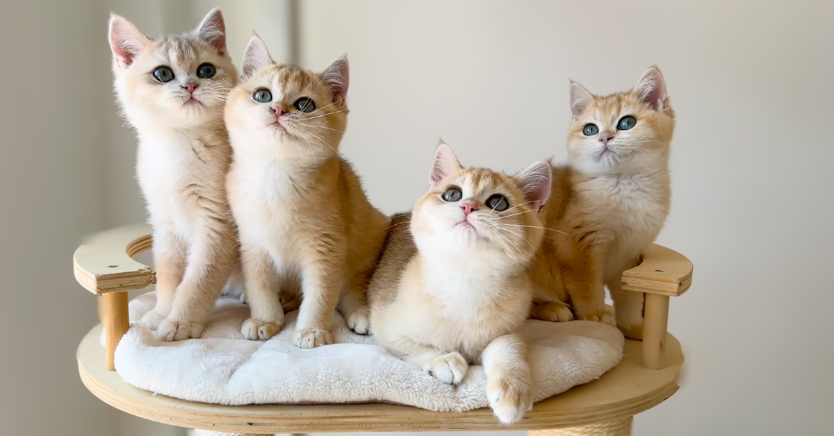 Kitten Feeding Schedule by Age: How Often Should Kittens Eat at 2, 3, 4, 5 &amp; 6 Months?