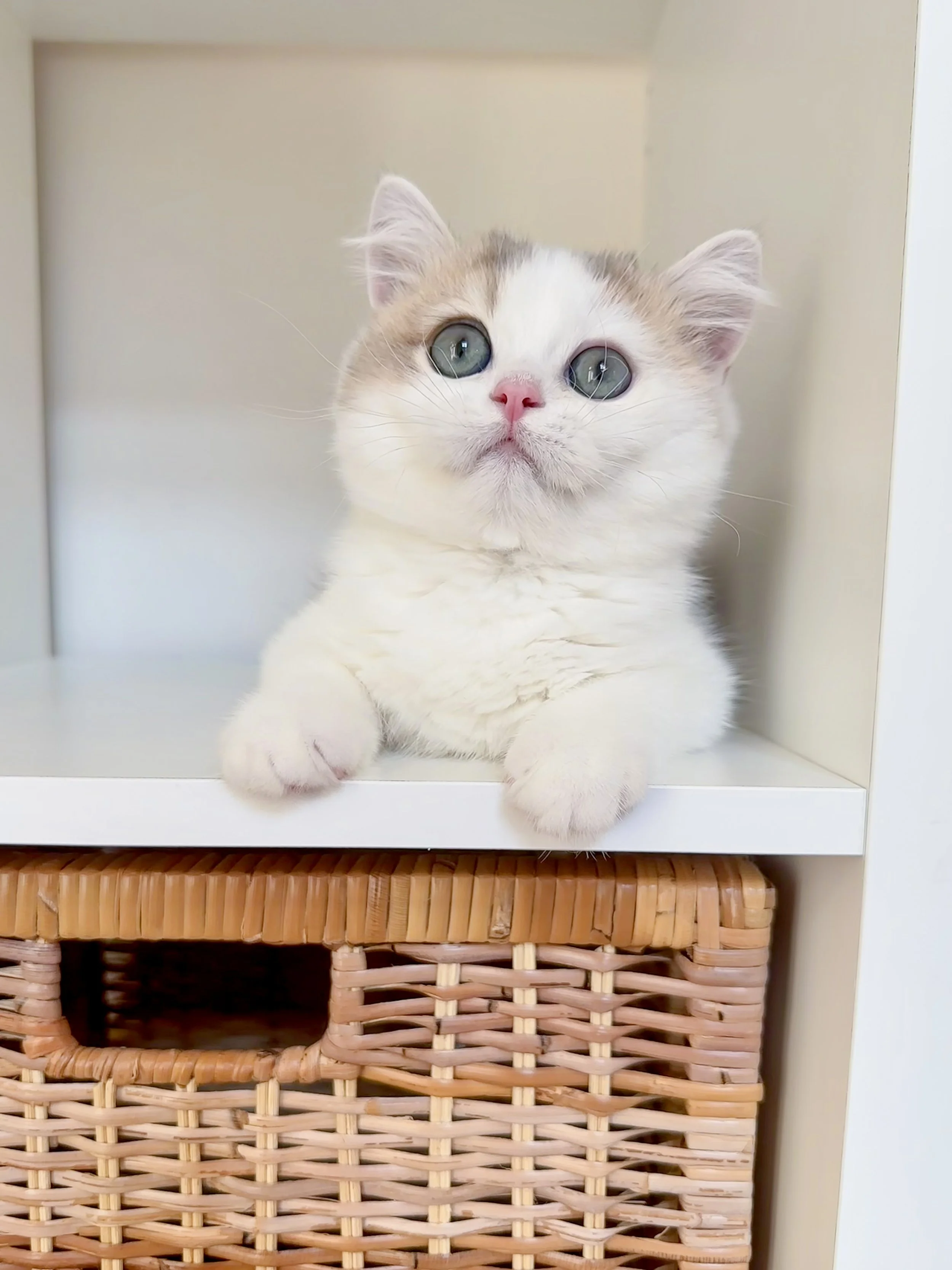 A white and gray kitten with blue eyes peeking out from a white shelf above woven baskets.