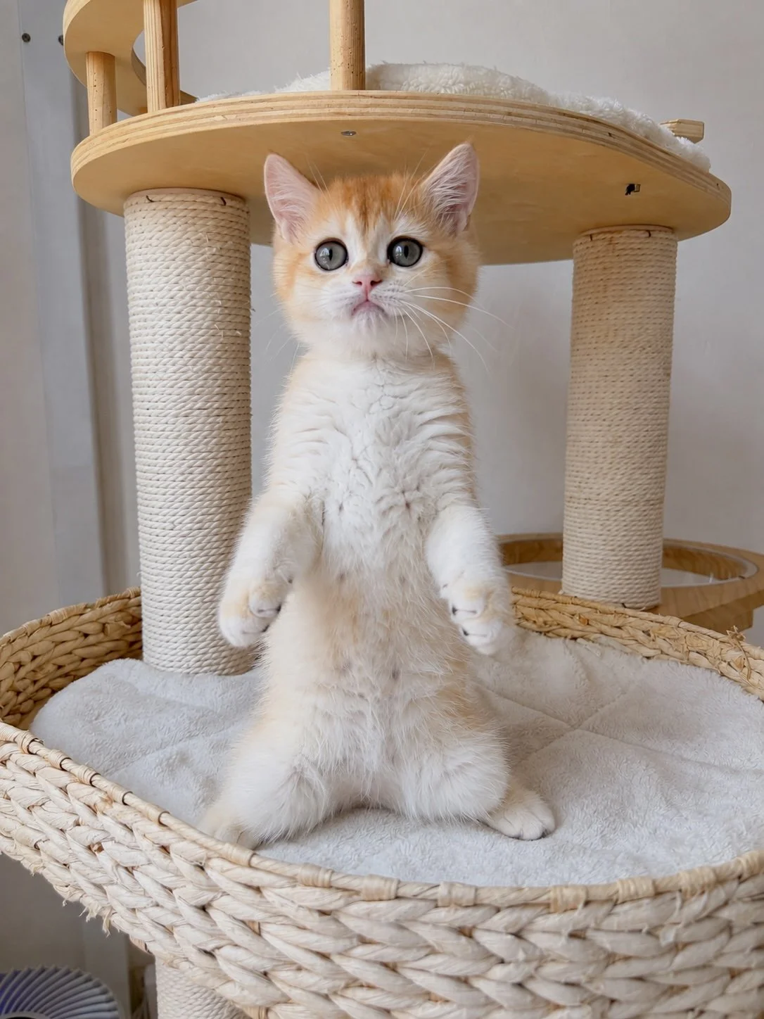 A cute orange and white kitten standing on its hind legs on a beige carpeted cat tree, looking directly at the camera with wide green eyes.