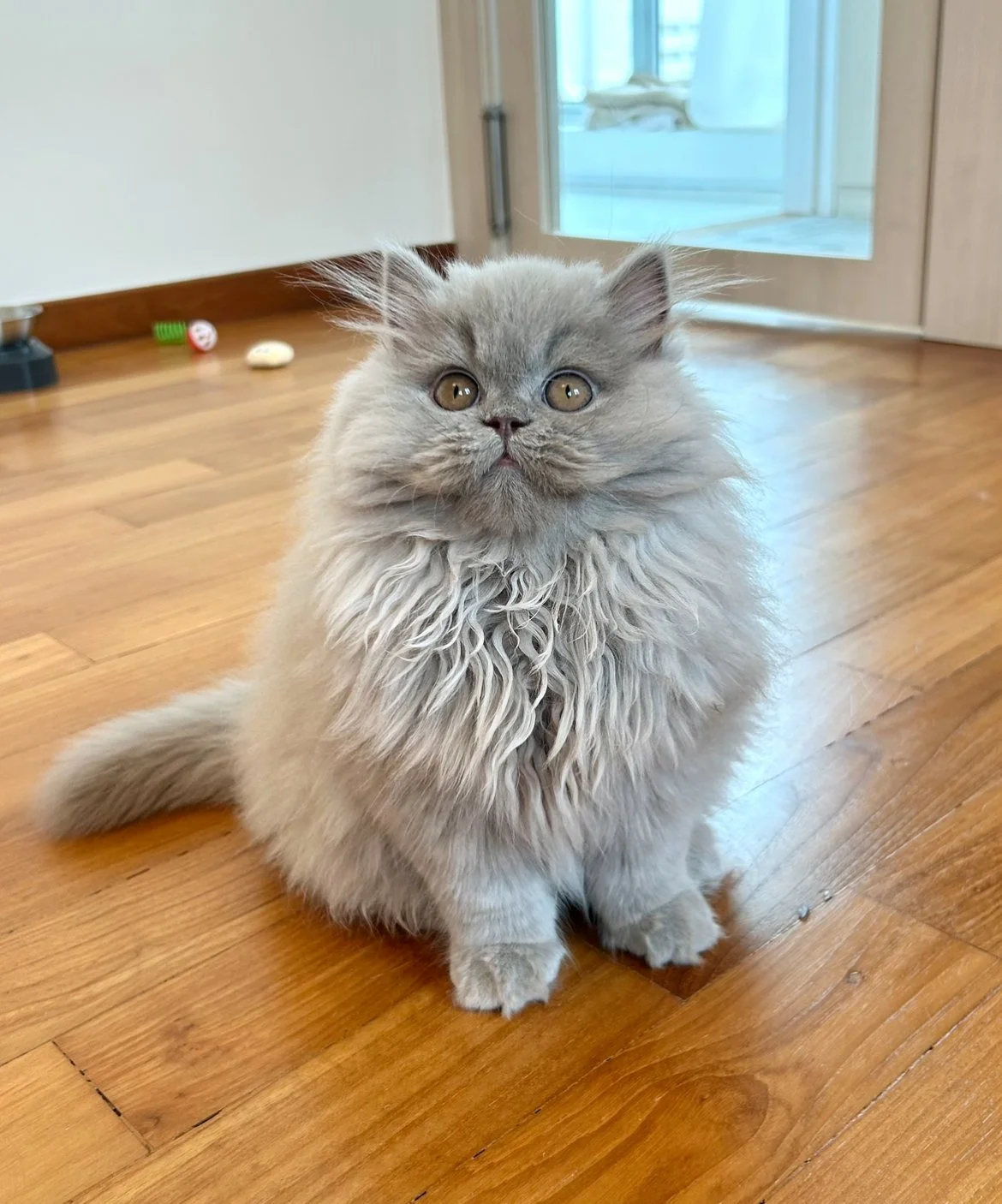 British Longhair Kitten