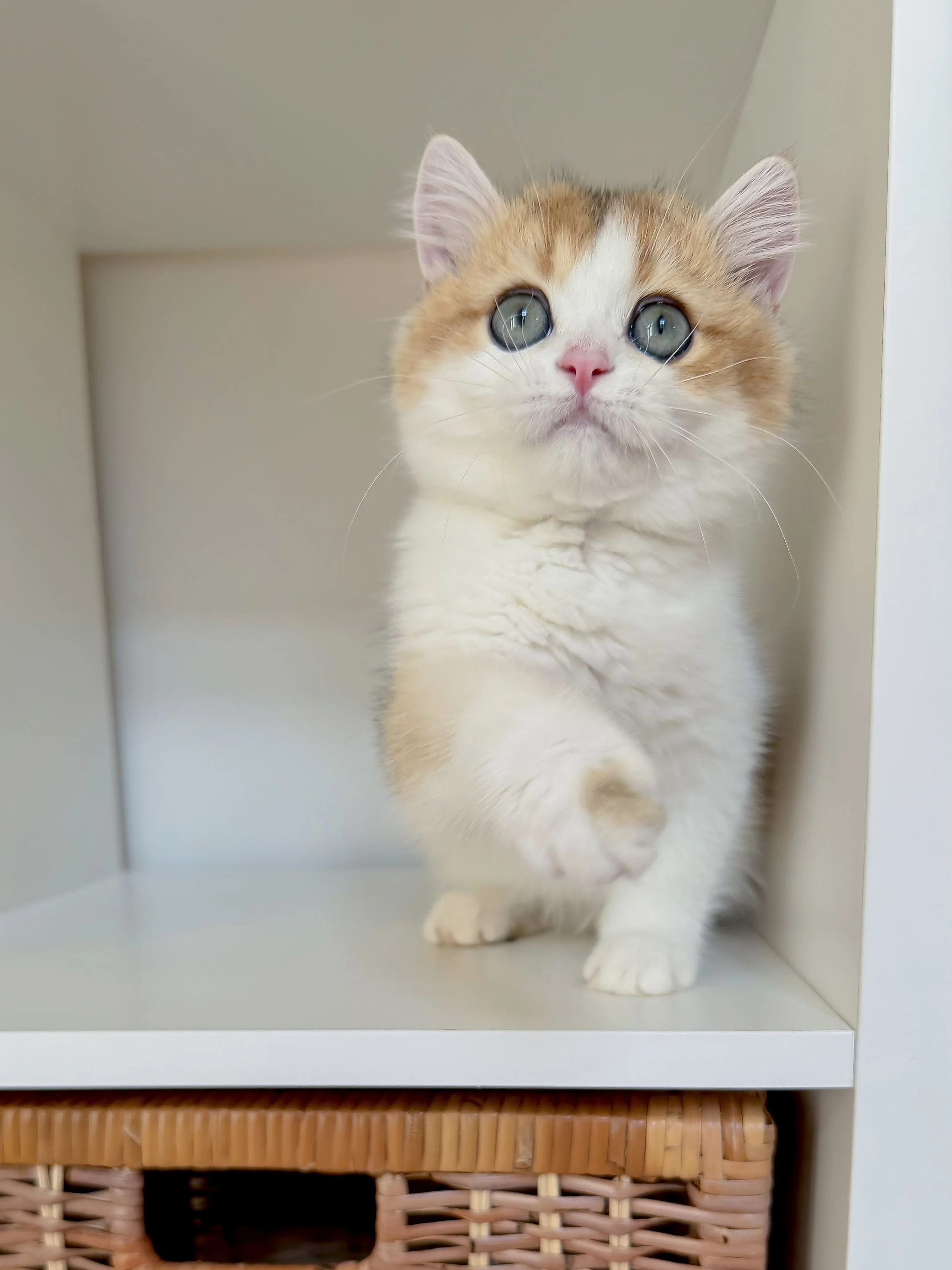 A cute orange and white kitten with large blue eyes inside a white box, looking out.