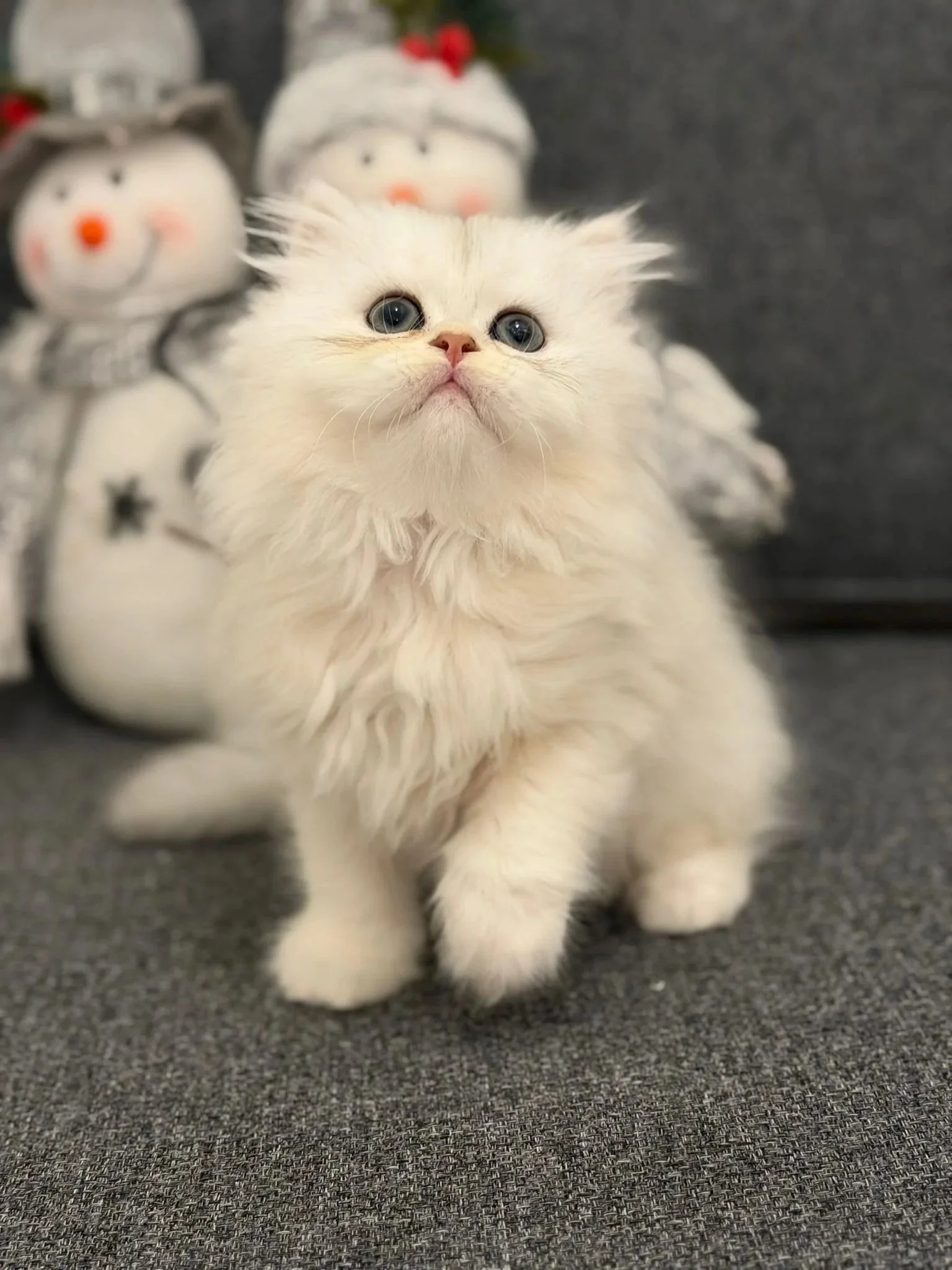 British Longhair Kitten