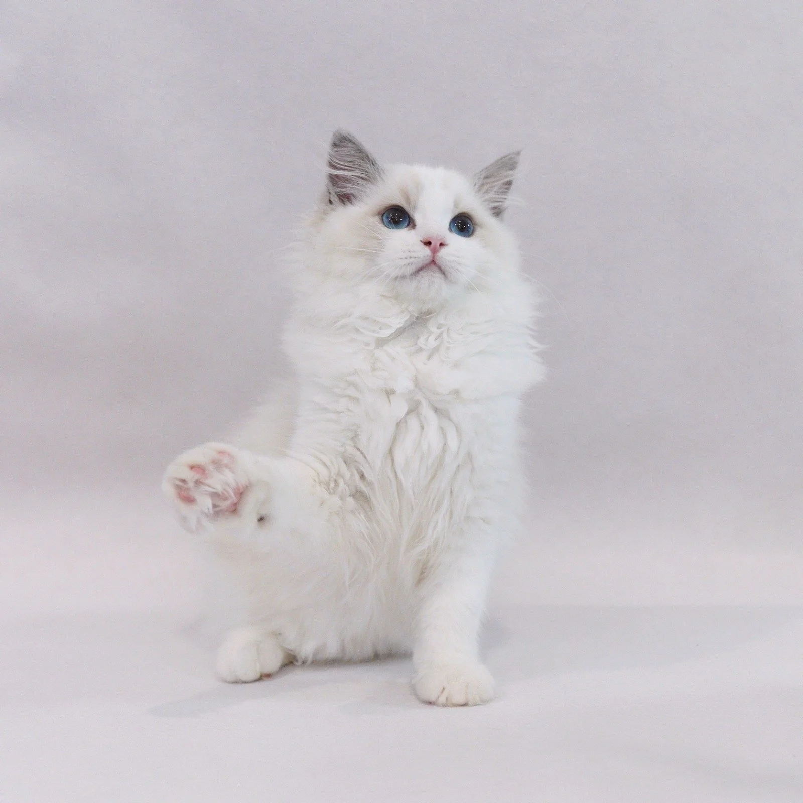 A white kitten with blue eyes and gray markings on ears and face, standing on its back legs against a plain background, with one paw raised.