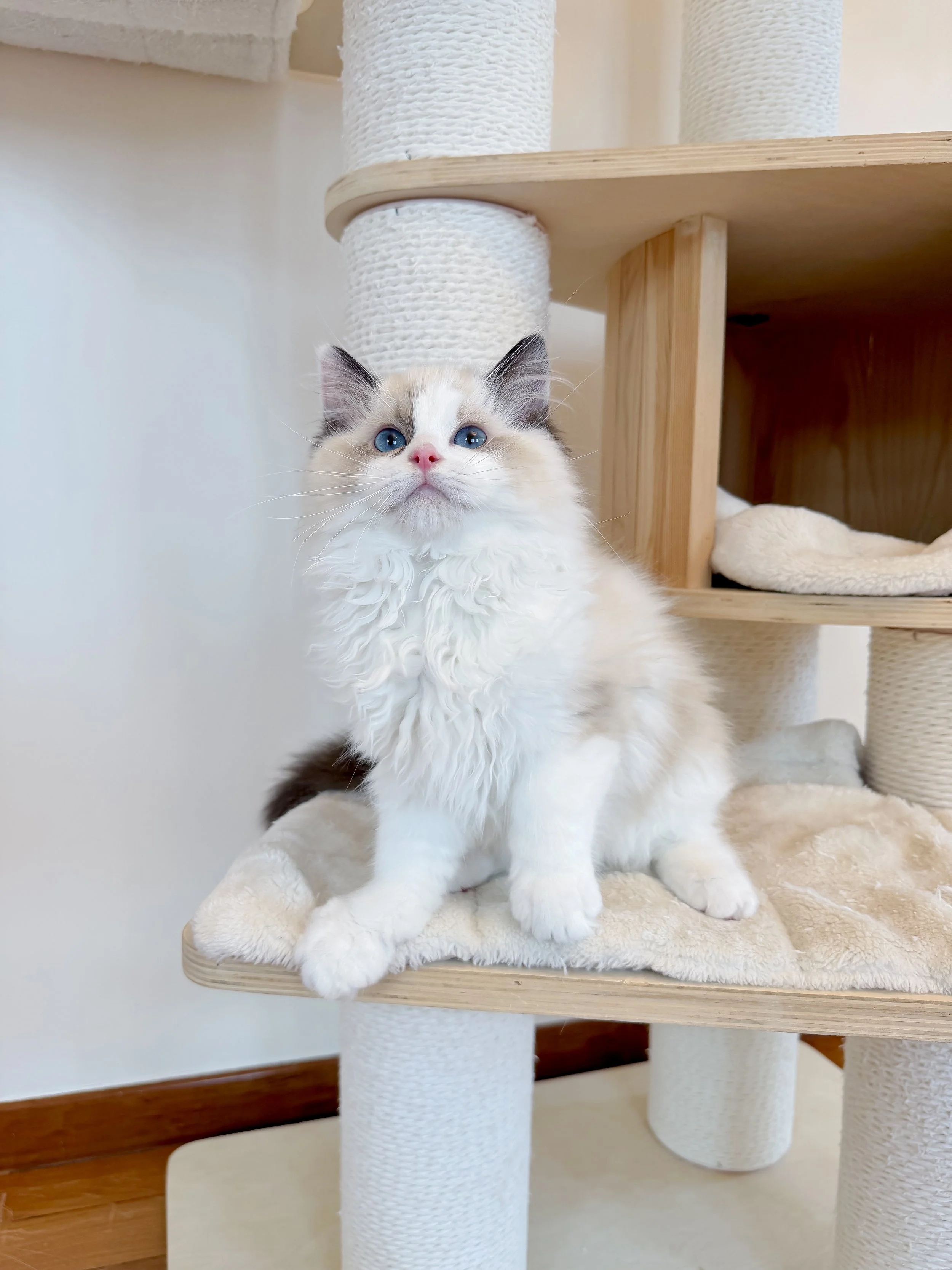 A fluffy white and cream-colored cat with blue eyes sitting on a beige carpeted platform of a beige-colored multi-level cat tree, with a wooden floor and white wall in the background.