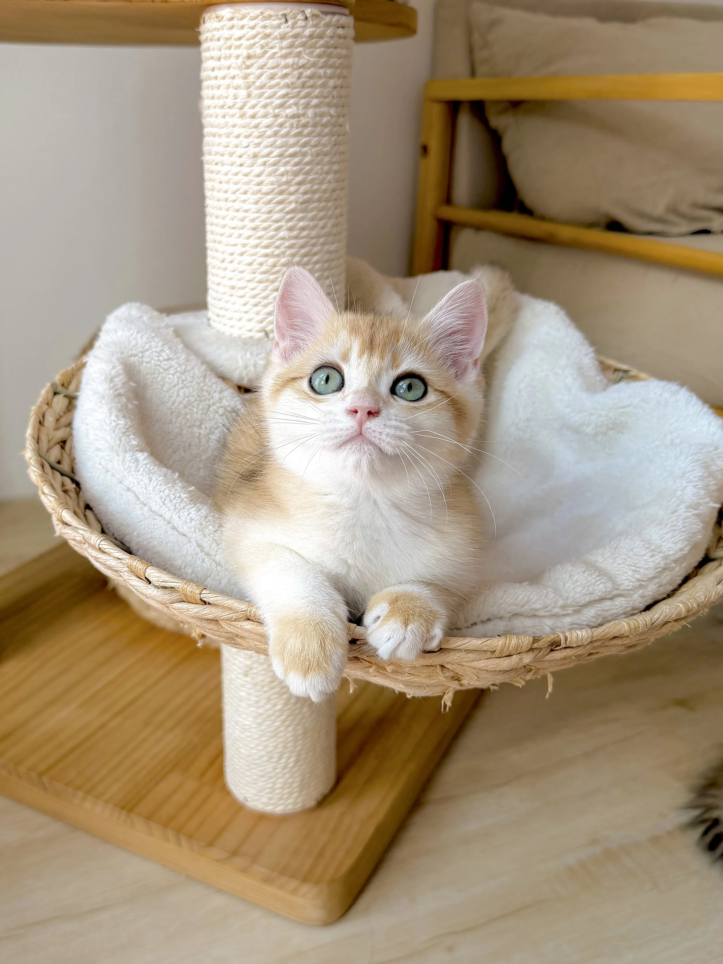 A ginger and white kitten with blue eyes lying in a beige basket on a cat tree. The cat tree has a sisal-wrapped post and a plush blanket. A wooden bed frame with beige bedding is visible in the background.