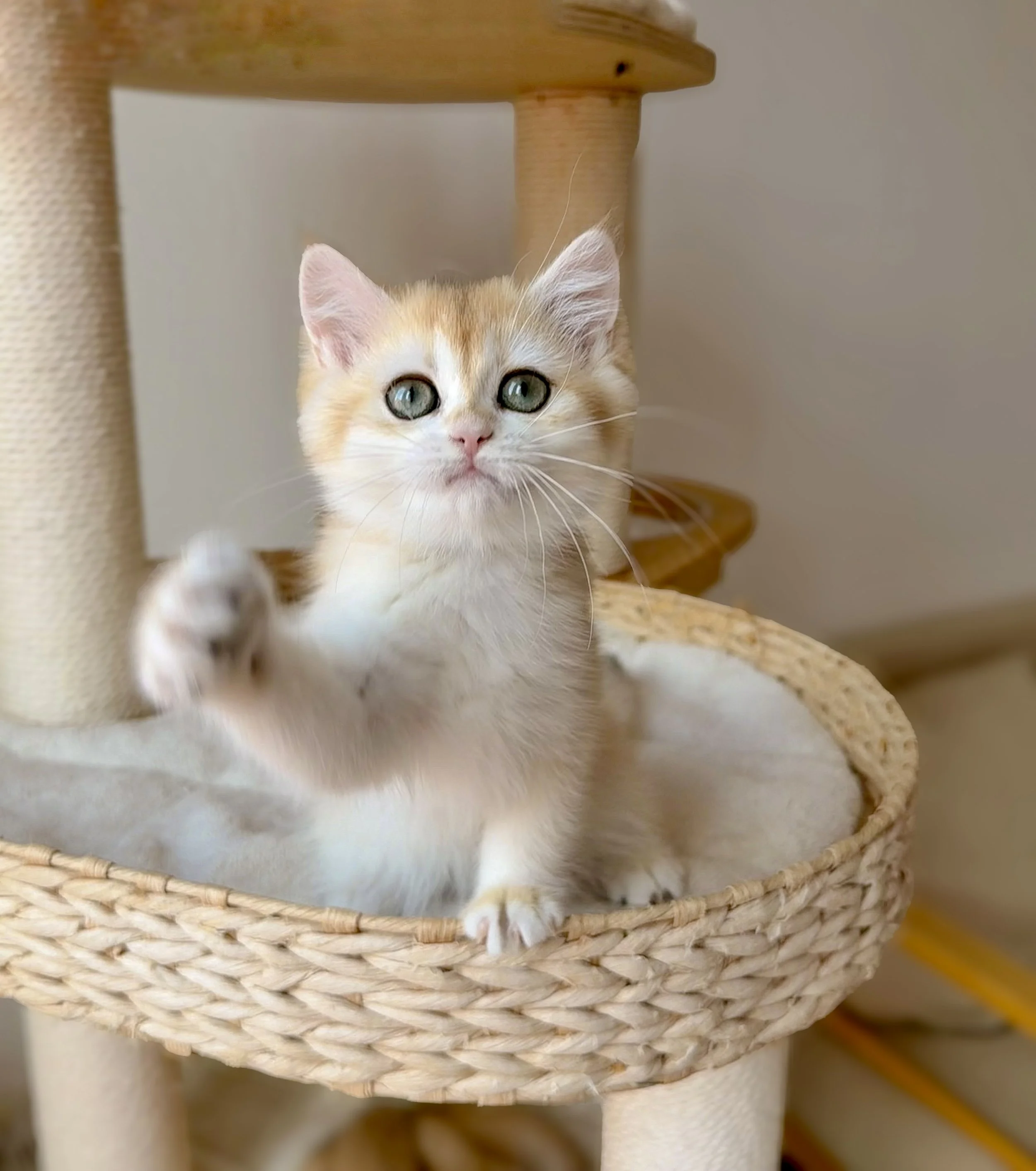 A close-up of an orange and white kitten with green eyes sitting on a woven beige cat tree platform.