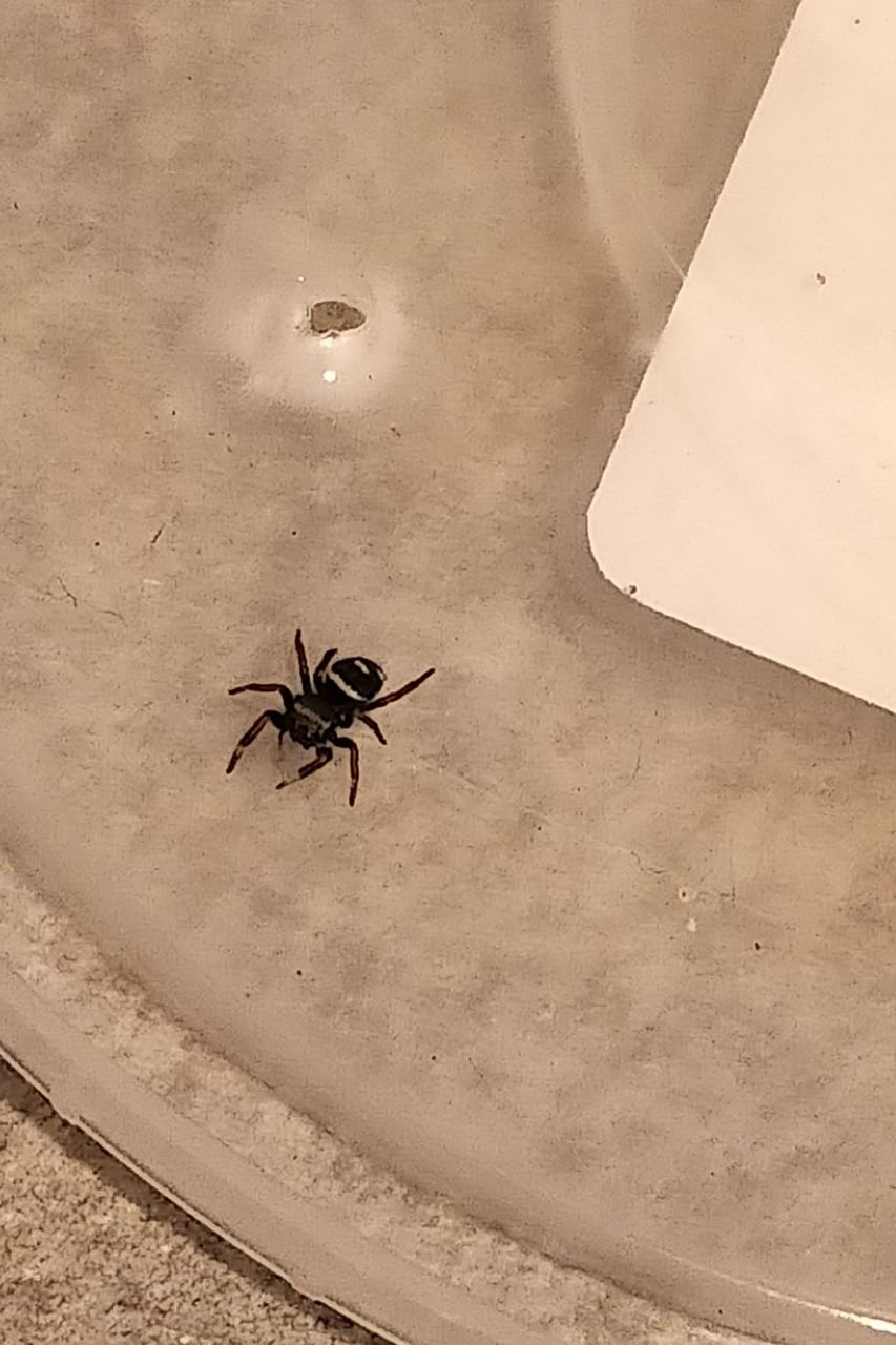 Regal jumping spider i3 (Phidippus regius Bahamas) - unsexed