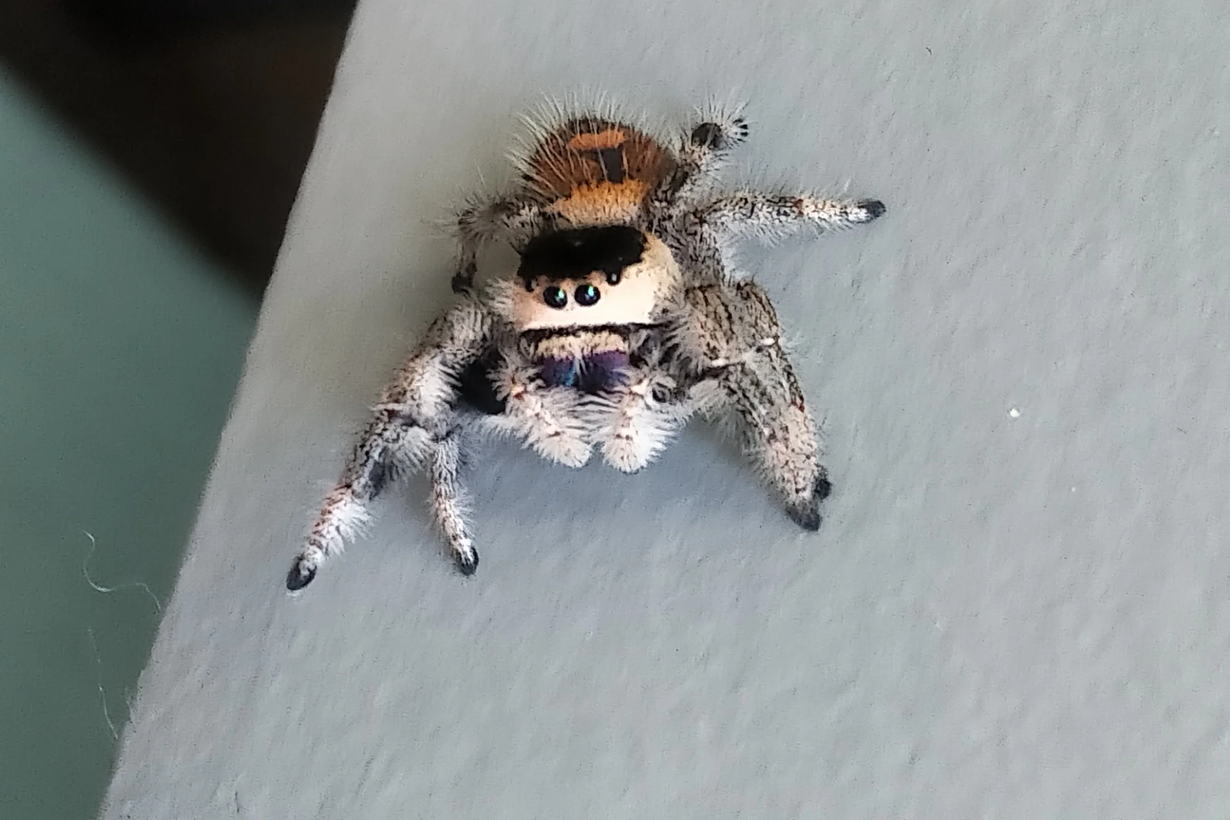Regal jumping spider subadult (Phidippus regius Bahamas)