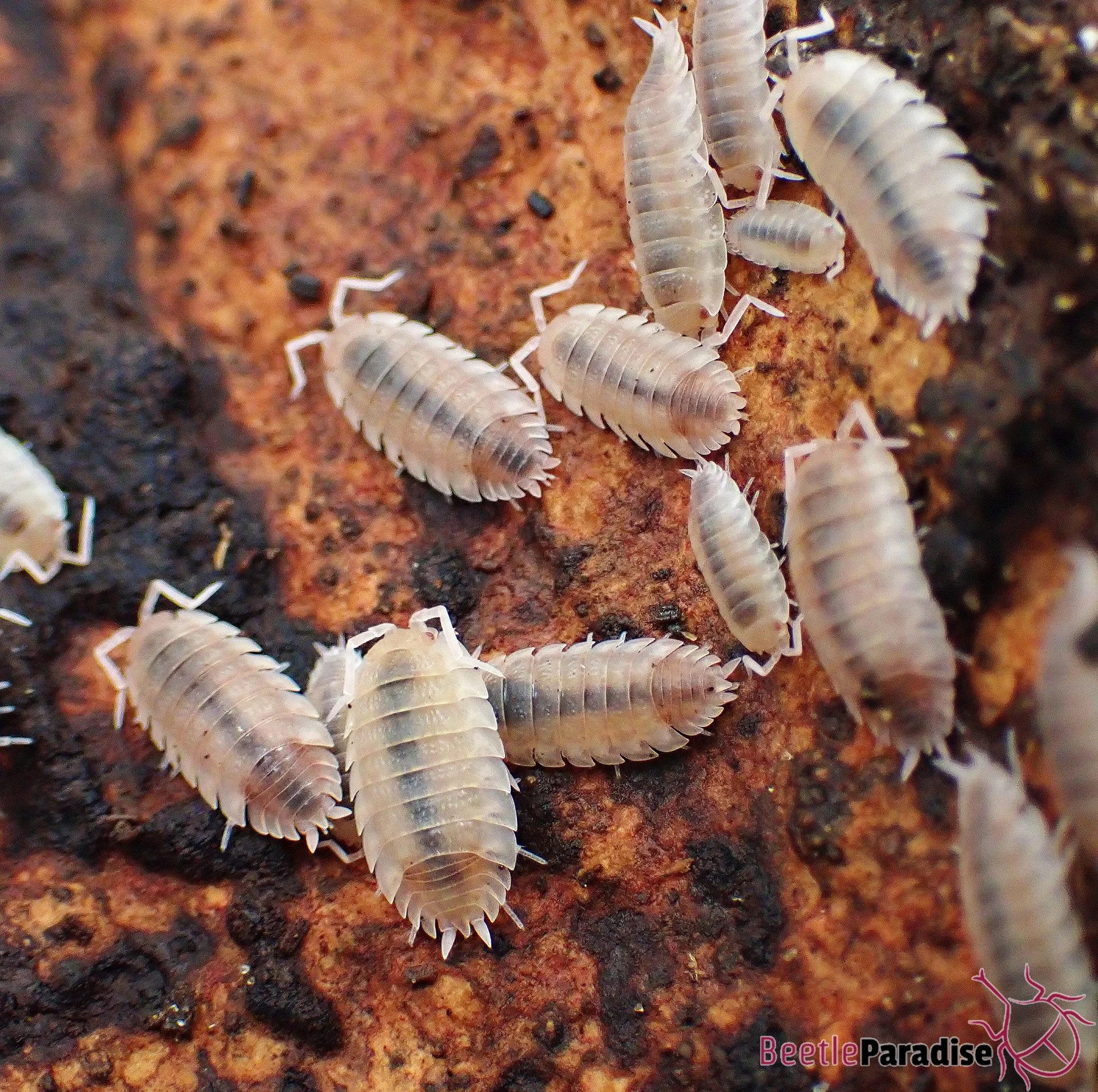 Porcellio scaber "Ghost"