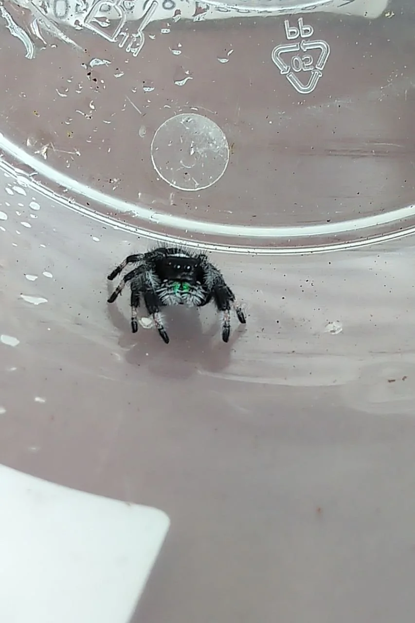 Regal jumping spider i5 (Phidippus regius Bahamas)