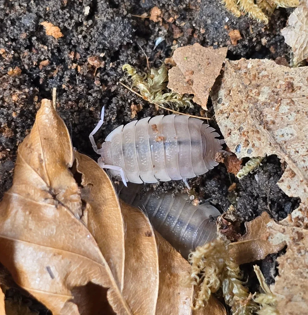 scaber-ghost-isopods-porcellio-965340.webp