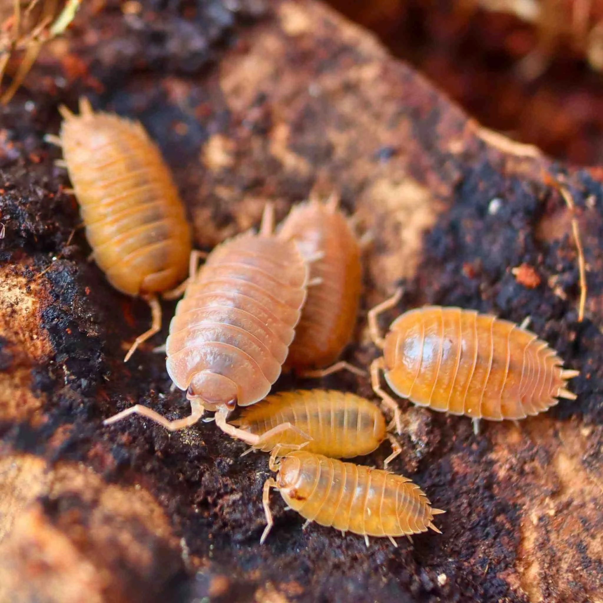 Porcellio laevis "Orange"