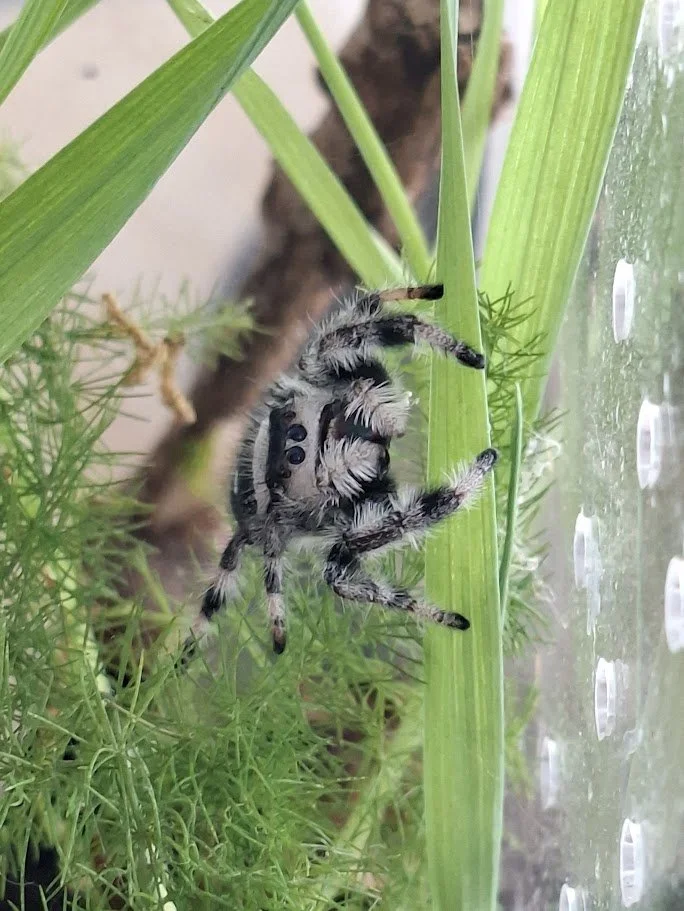 Regal jumping spider i7 (Phidippus regius Bahamas)