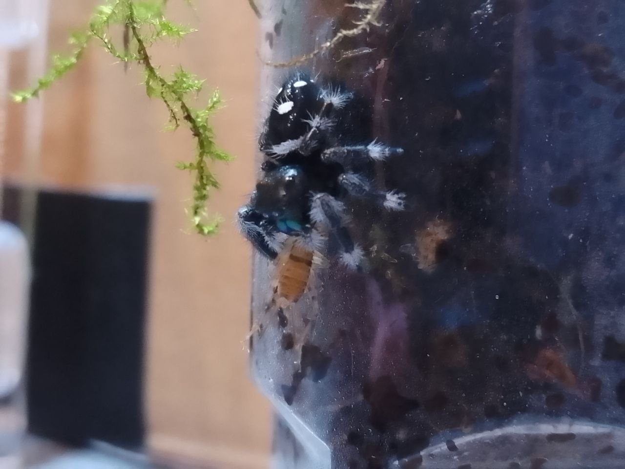 Regal jumping spider (Phidippus regius Florida) - i7