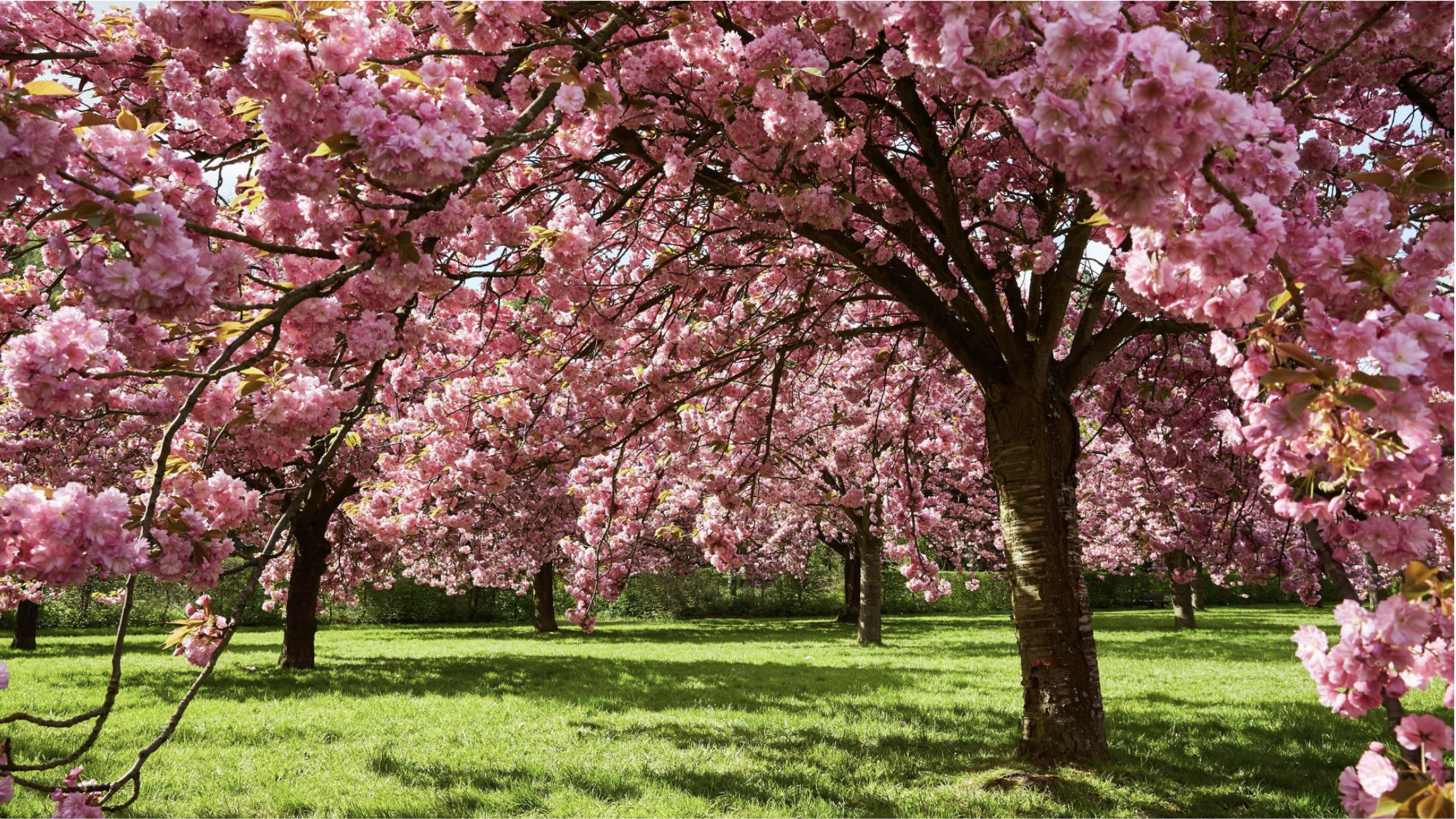 A park with blooming pink cherry blossom trees and green grass.