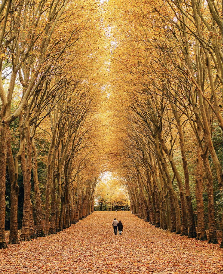 A fall scene with a tree-lined pathway covered in fallen leaves. Two people are walking down the path in the distance.