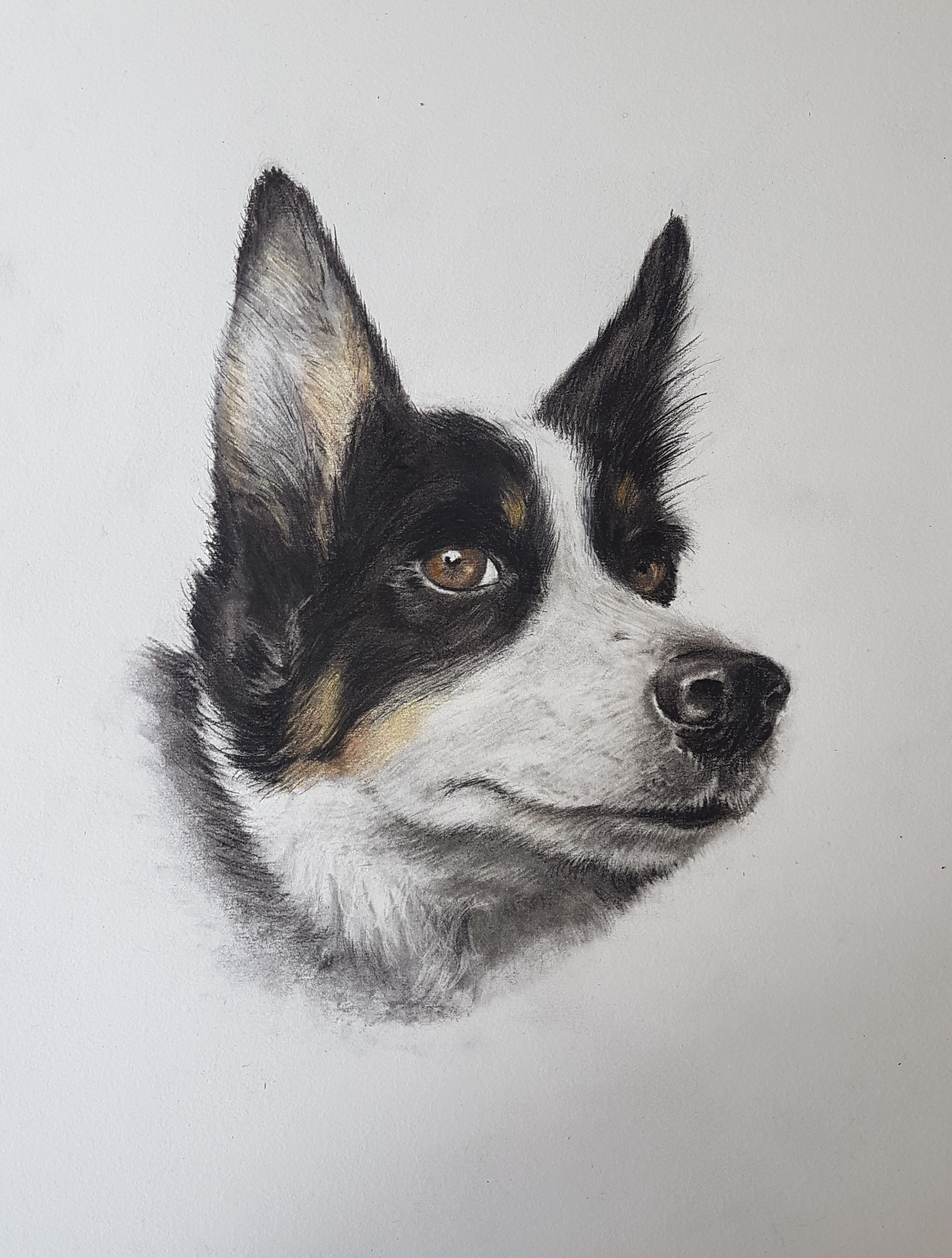 Close-up of a realistic portrait of a dog, showing its head and ears, with detailed fur and expressive eyes.