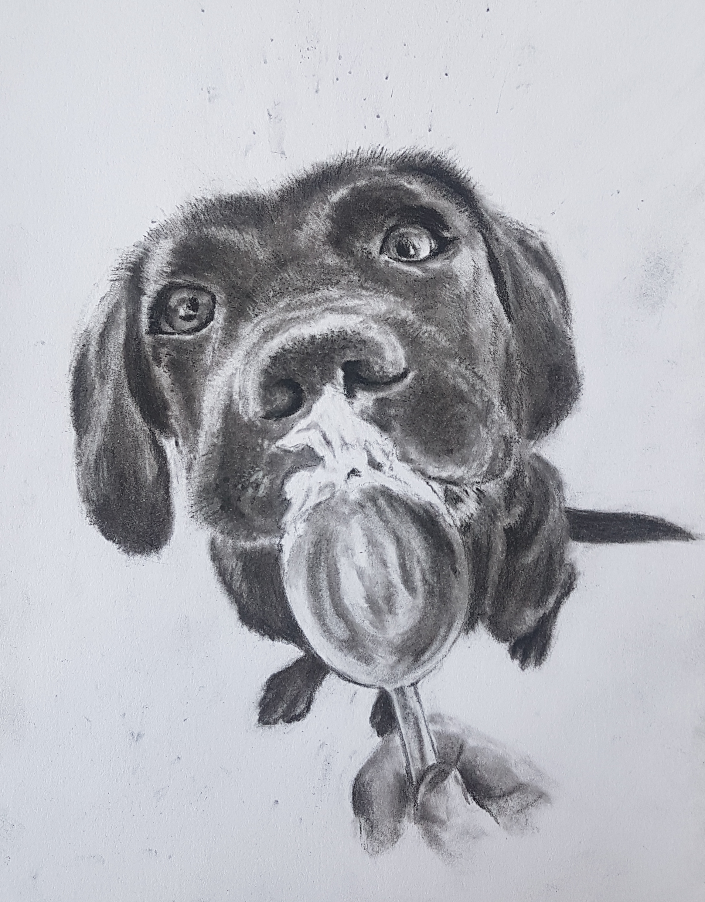 A black and white drawing of a puppy with large eyes, a broad nose, and an open mouth.