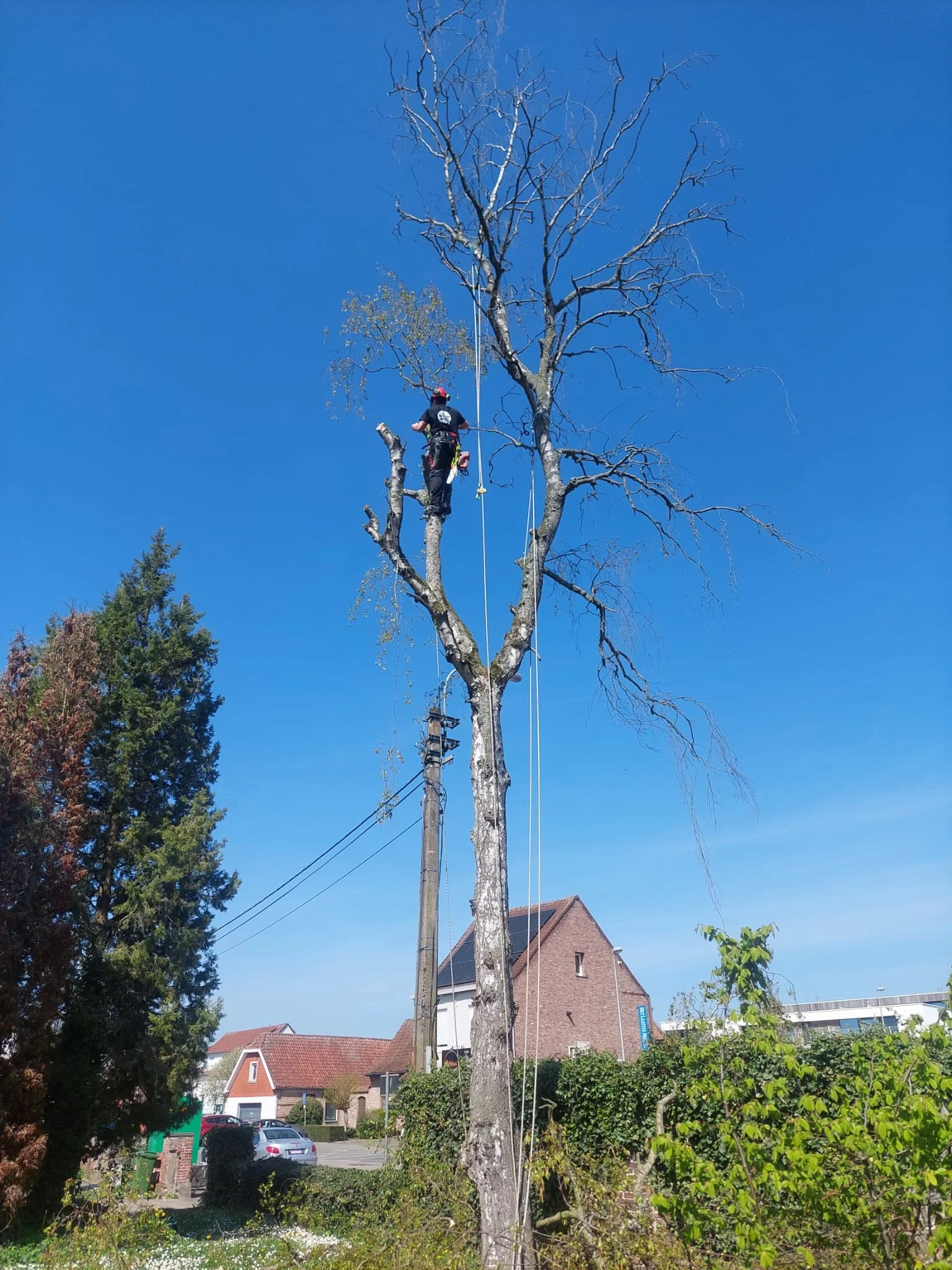 Een boomverzorger in actie in een hoge boom.