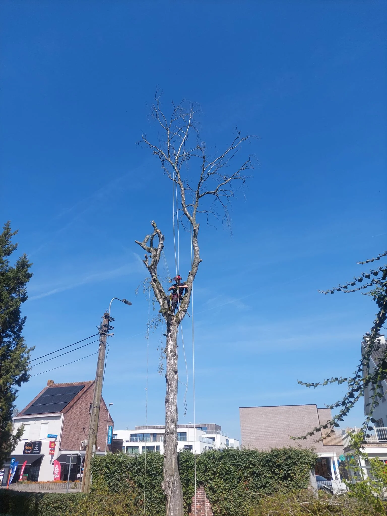 Een boomverzorger die een boom snoeit op een heldere dag.