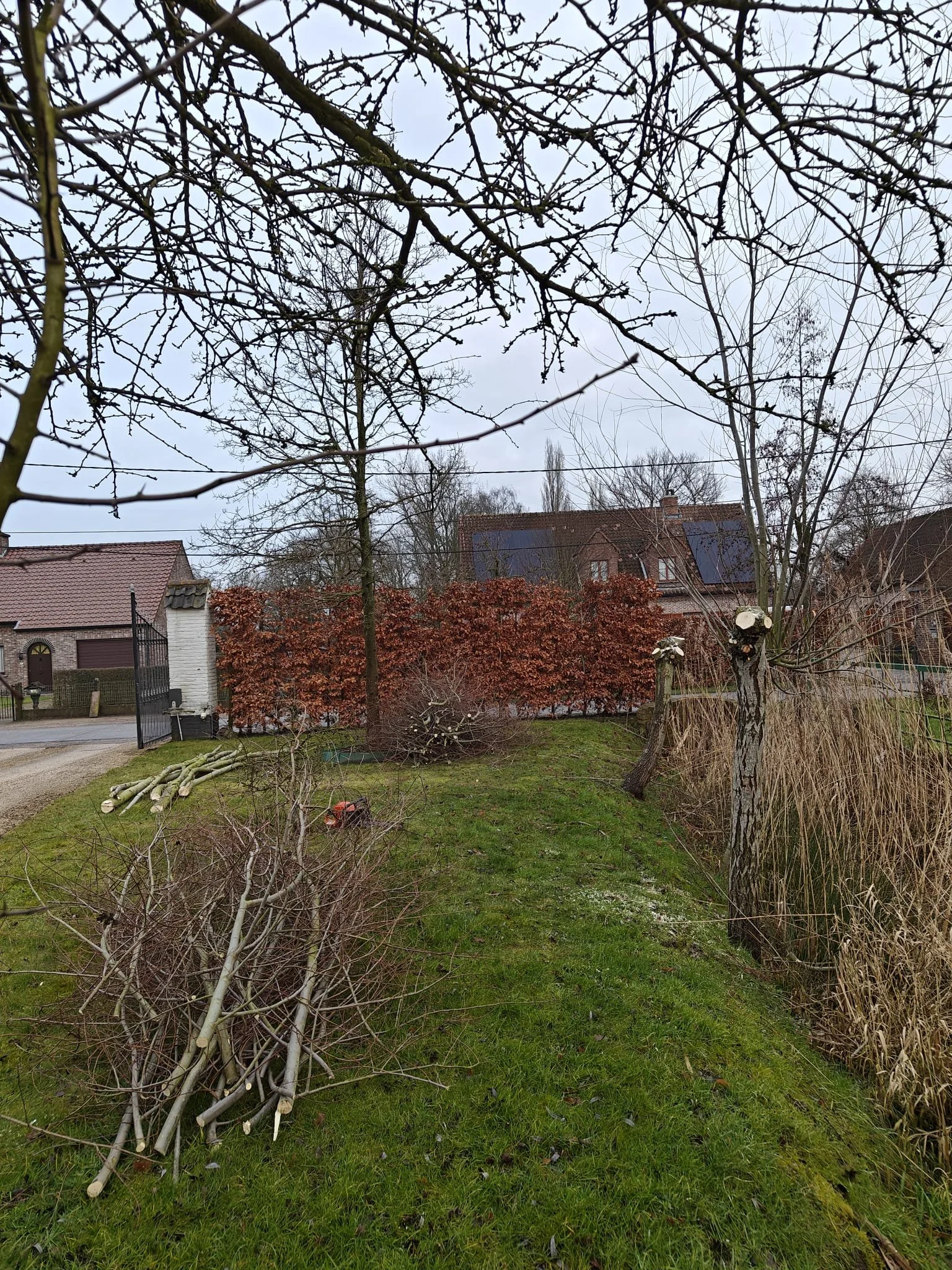 Tuin met gesnoeide bomen, struiken en een gazon, met een groene ladder en een kettingzaag op de grond.