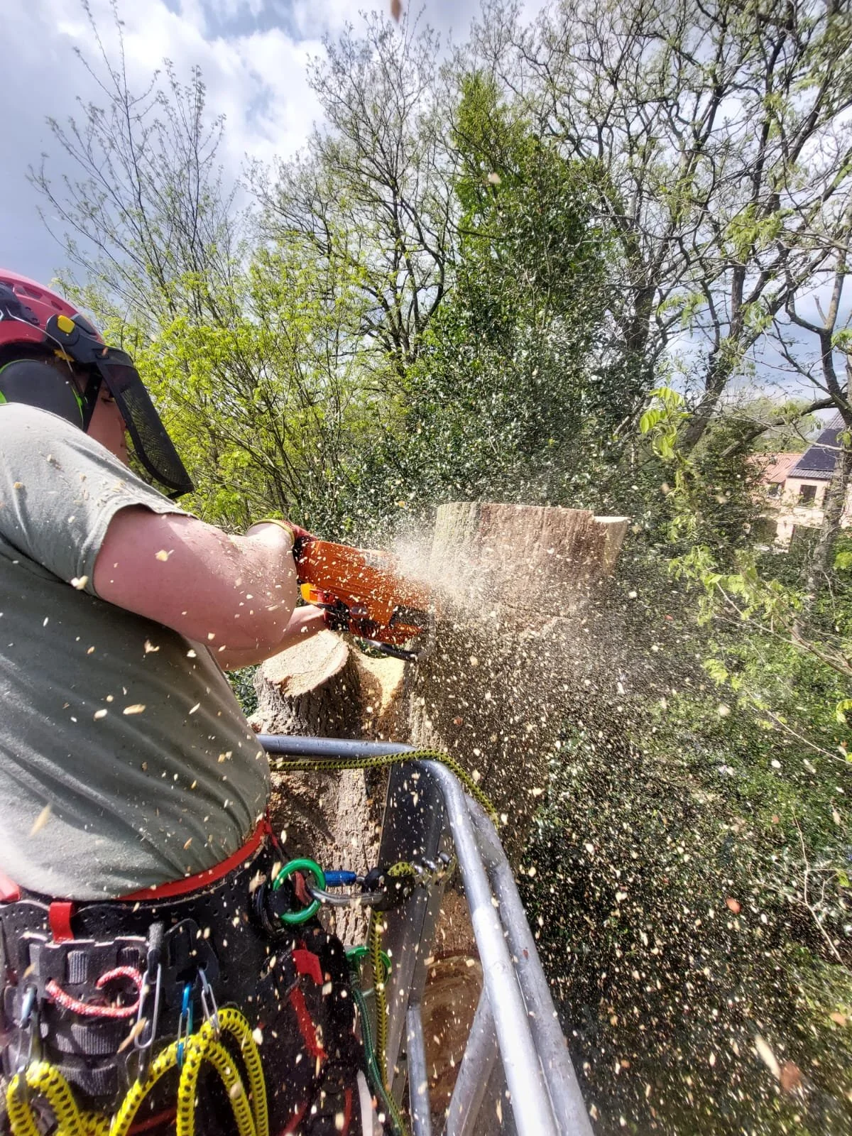 Tijl is een boom aan het afzagen om deze stomp te maken.