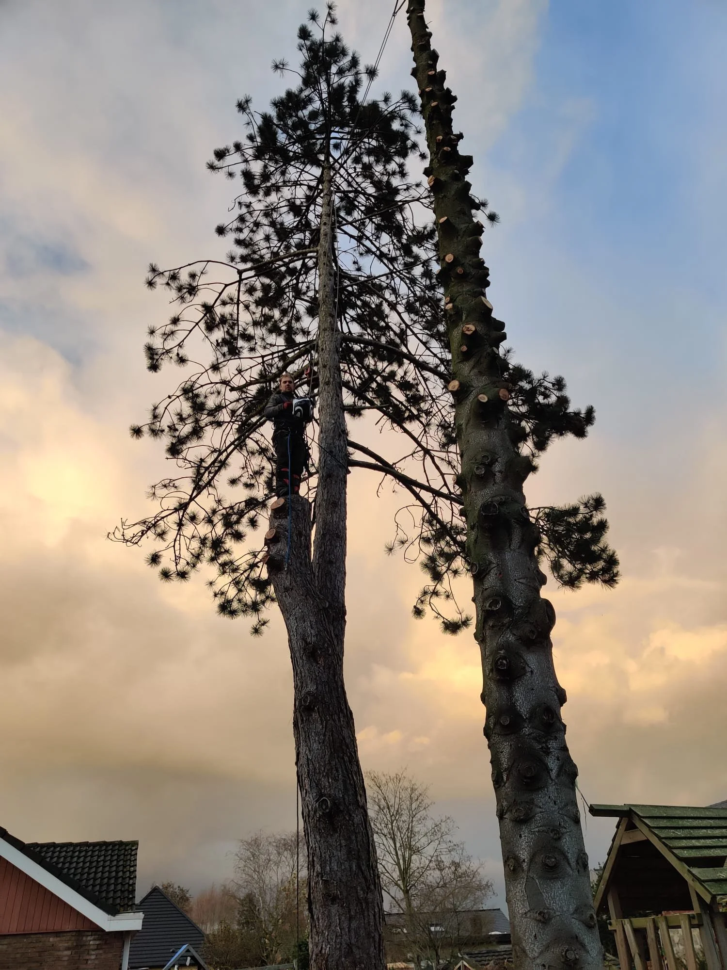 Tijl zit in een dennenboom met de zonsondergang op de achtergrond.