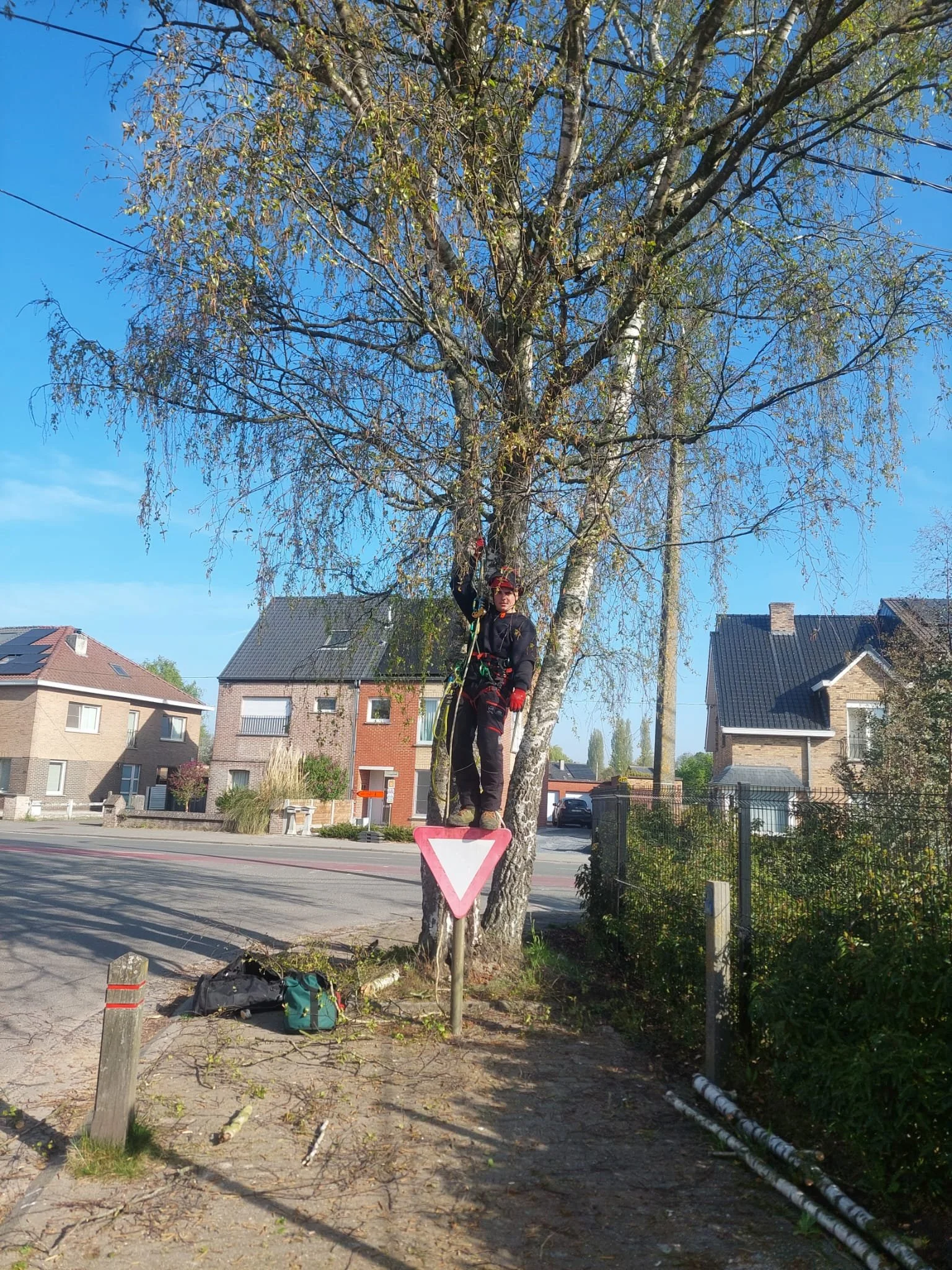 Een boomverzorger in actie in een hoge boom naast de weg.