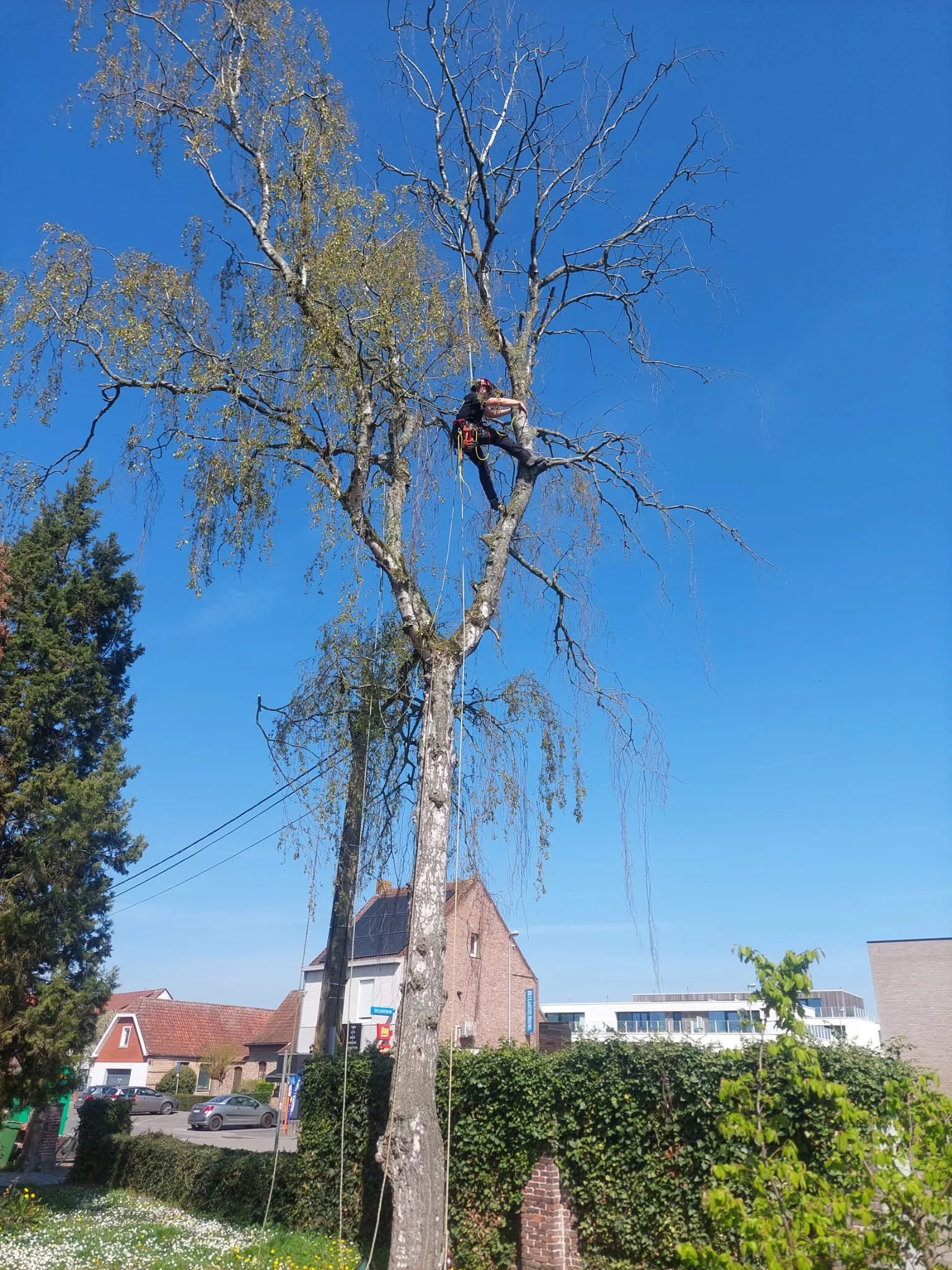 Tijl zit hier al klimmend in een hoge boom op een heldere dag.