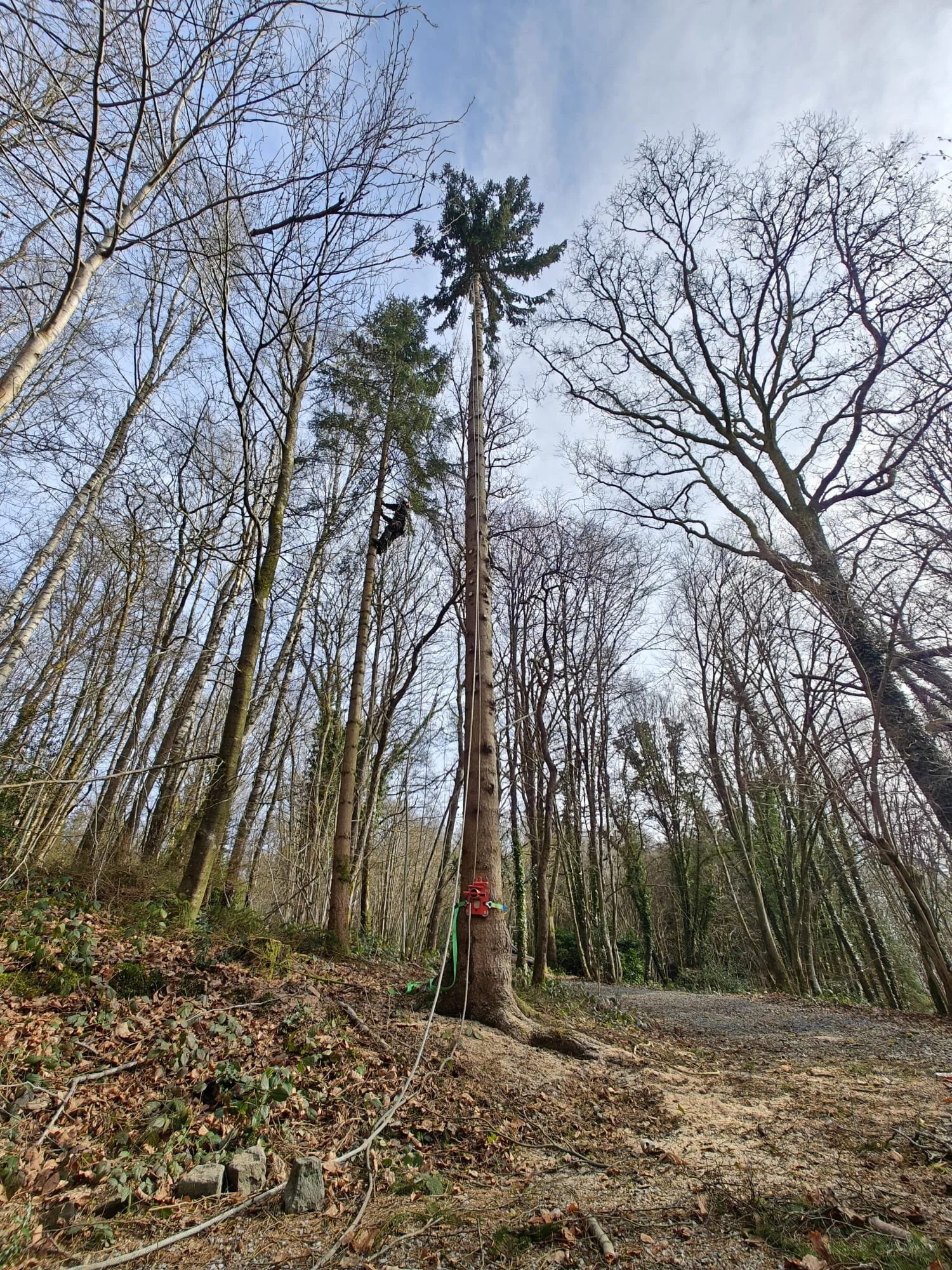 Een bos met hoge bomen.