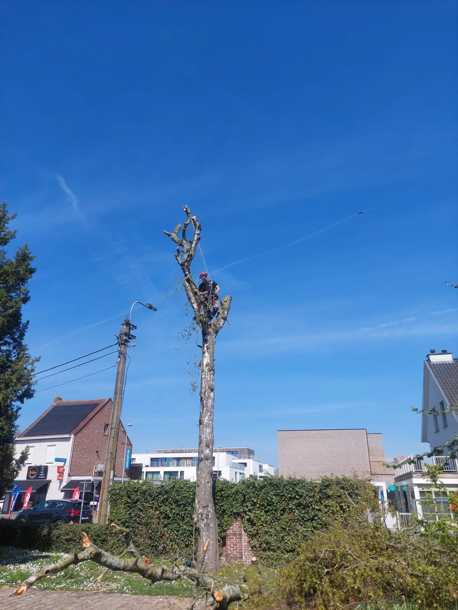 Een boomverzorger verwijdert een grote boom in een stedelijk gebied.