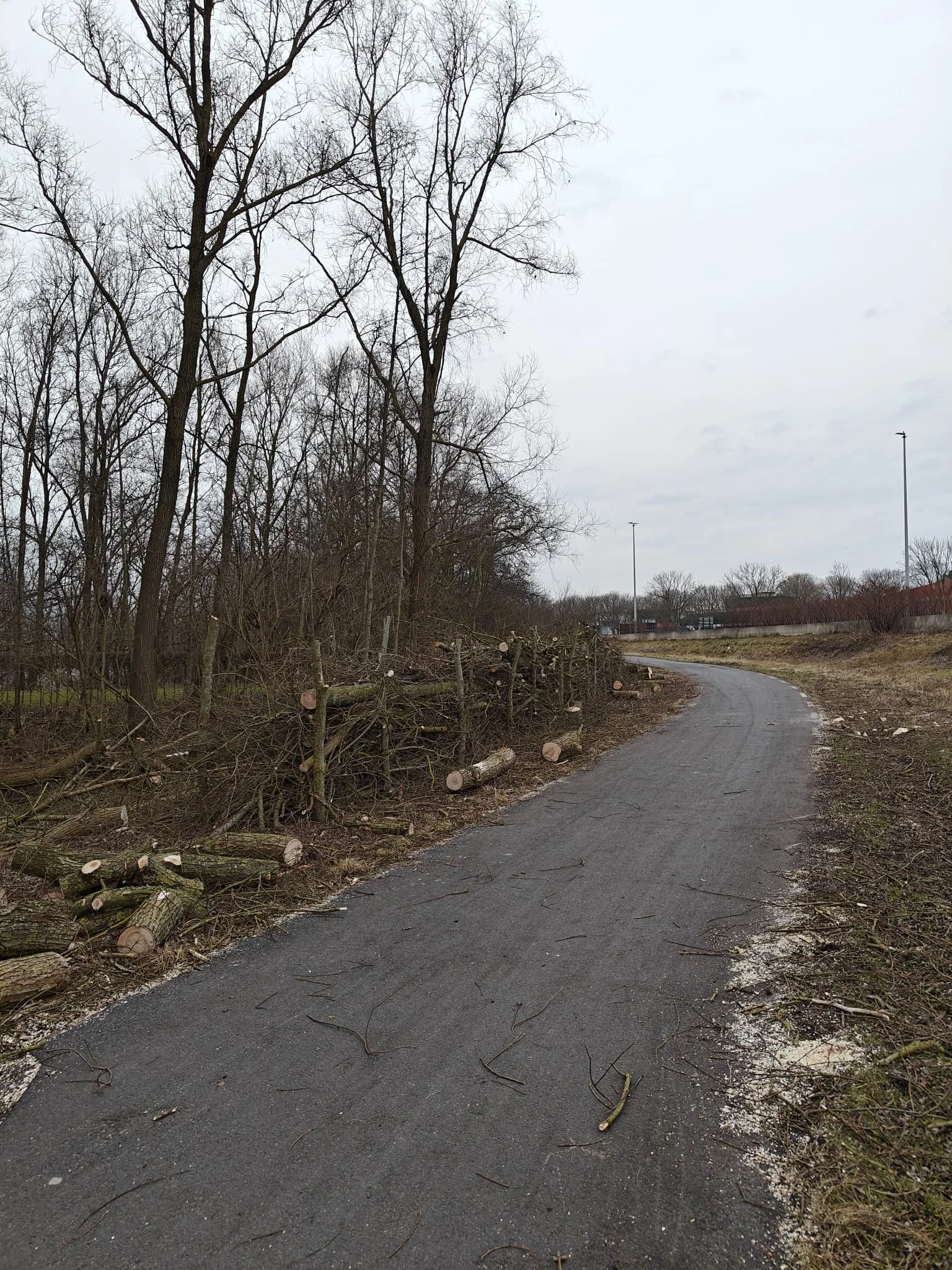 Bomen en takken die langs een smalle weg liggen, na het kappen van bomen.